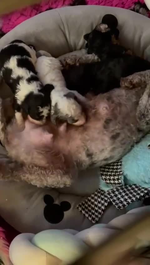 Cavapoo dogs for sale: Beautiful cavapoo puppies - Video 1