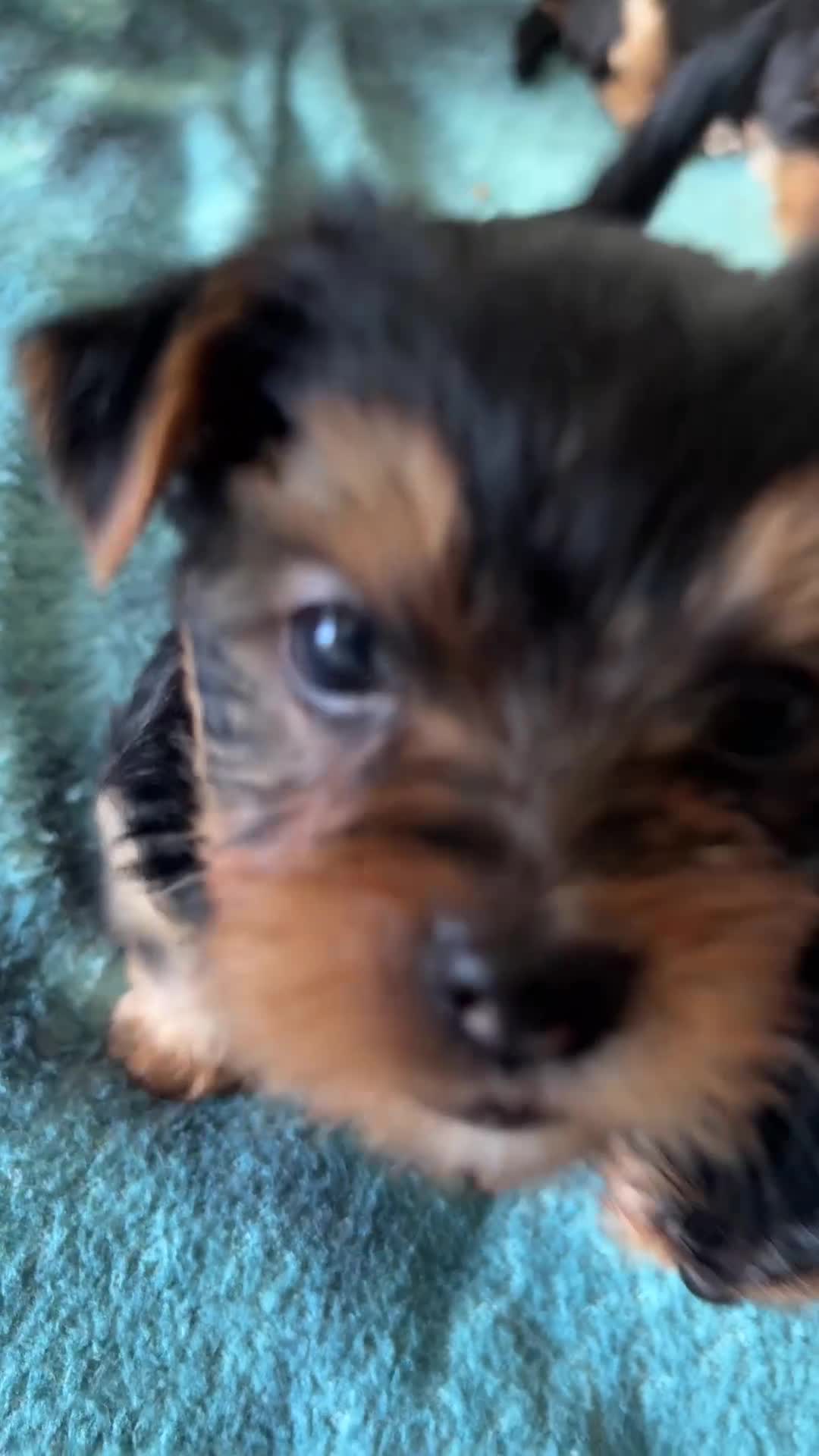Yorkshire Terrier dogs for sale: Adorable yorkshire terrier puppies in Boston - Video 2