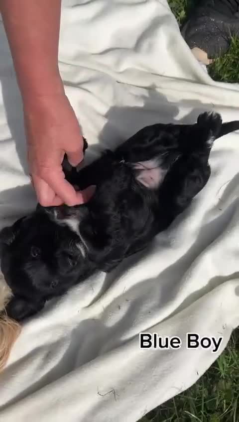 Cockapoo dogs for sale: *READY NOW* F1b Cockapoo Puppies  in Stockton-on-Tees - Video 1
