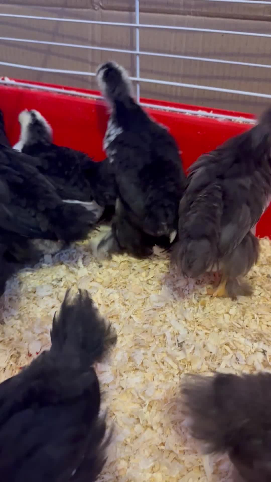 Chickens poultry for sale: Pekin bantam chicks  in Cardiff - Video 1