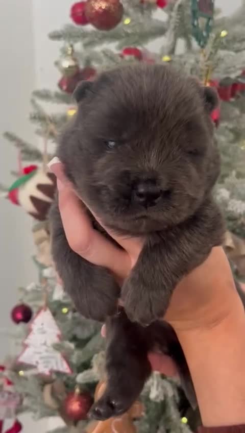 Chow Chow dogs for sale: Chow chow puppies ready to go 20th jan - Video 1