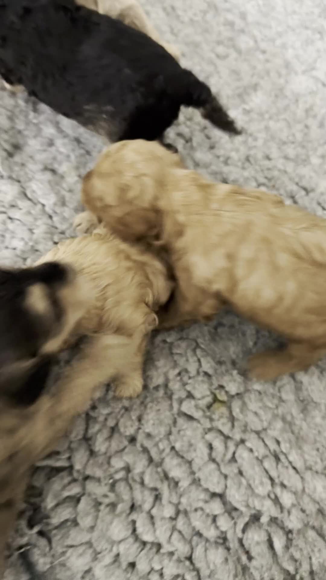 Australian Labradoodle dogs for sale: Rehoming two of these females  in Basingstoke - Video 2