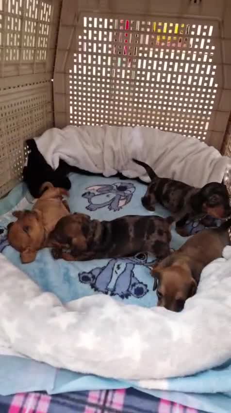Miniature Dachshund dogs for sale: Miniature Dachshund Puppies – Short-Haired - £1000 - Video 1