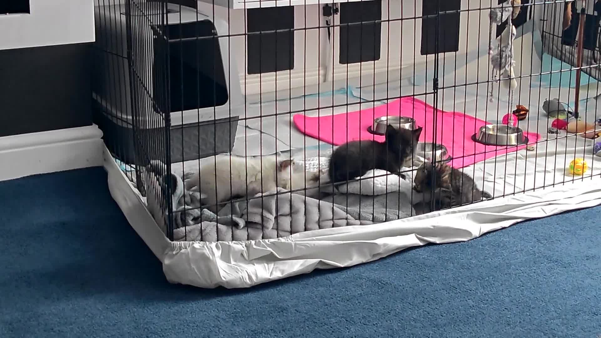 Sphynx cats for sale: For sale I have seven adorable kittens sphynx  - Video 2