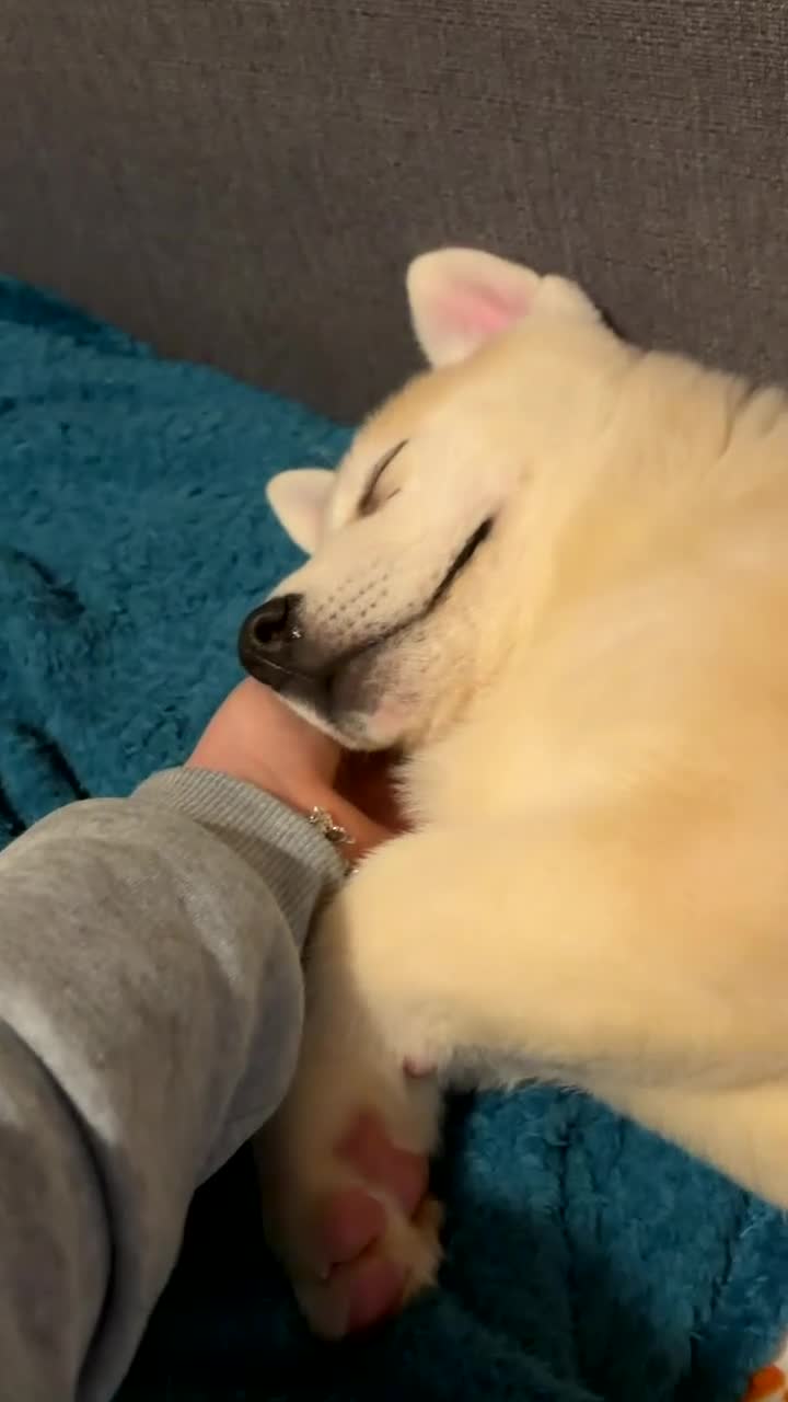 Siberian Husky dogs for sale: White male Siberian husky - Video 3