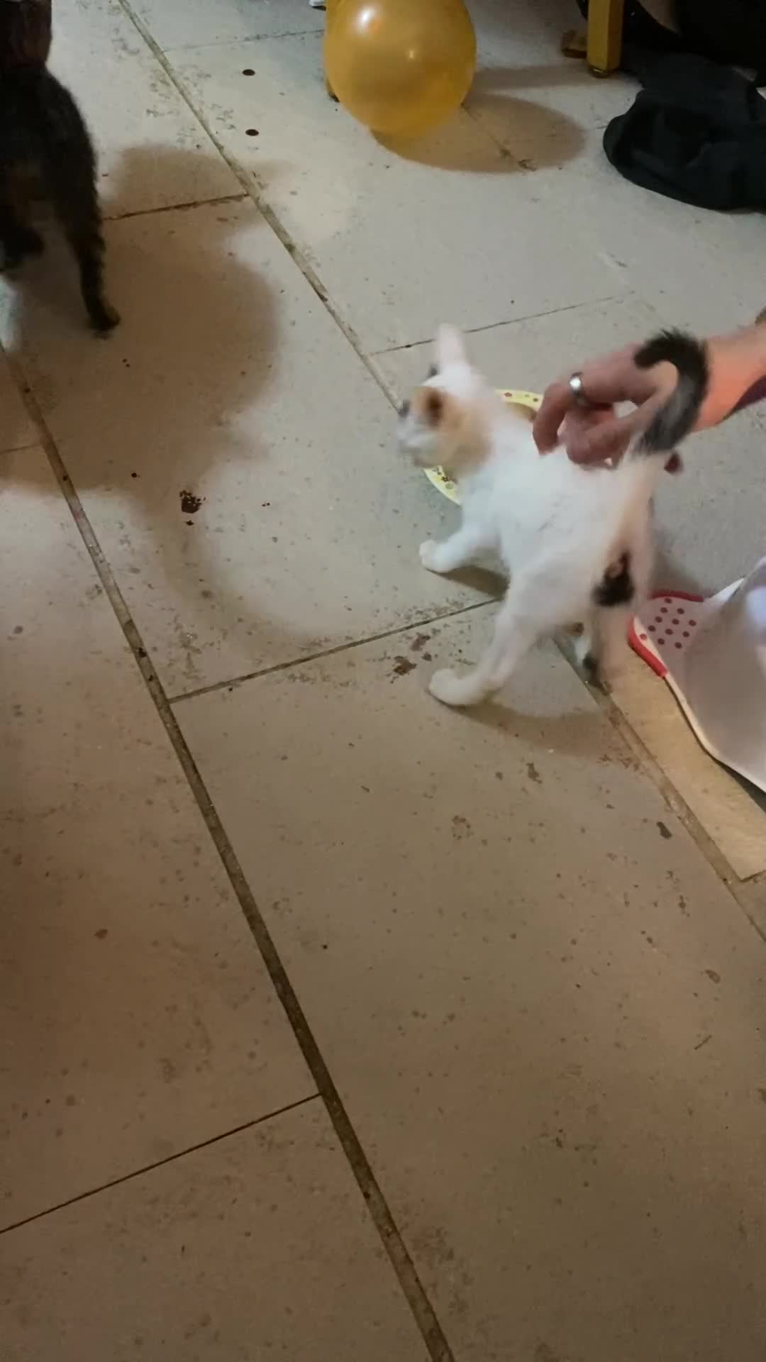 Mixed Breed cats for sale: kittens Bengal x microchipped flea/worm.insured.  - Video 2
