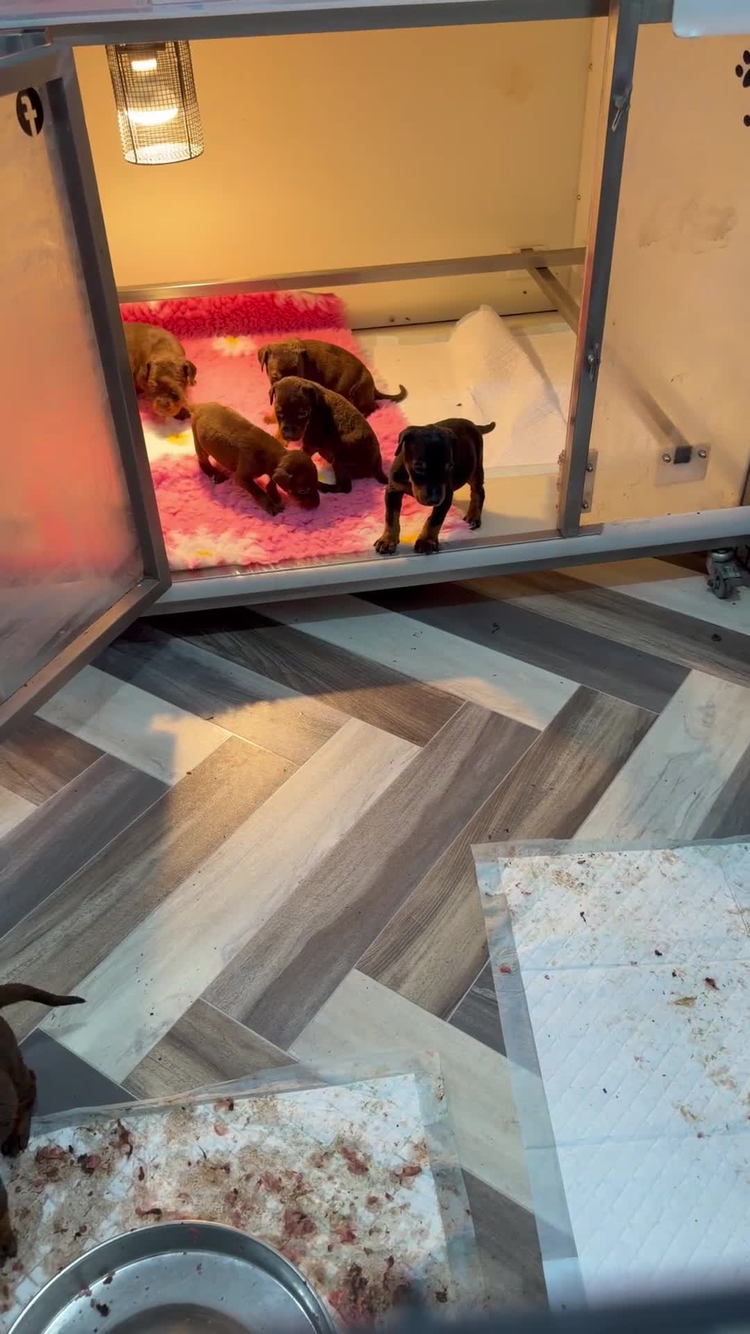 Dobermann dogs for sale: Doberman puppies  - Video 5