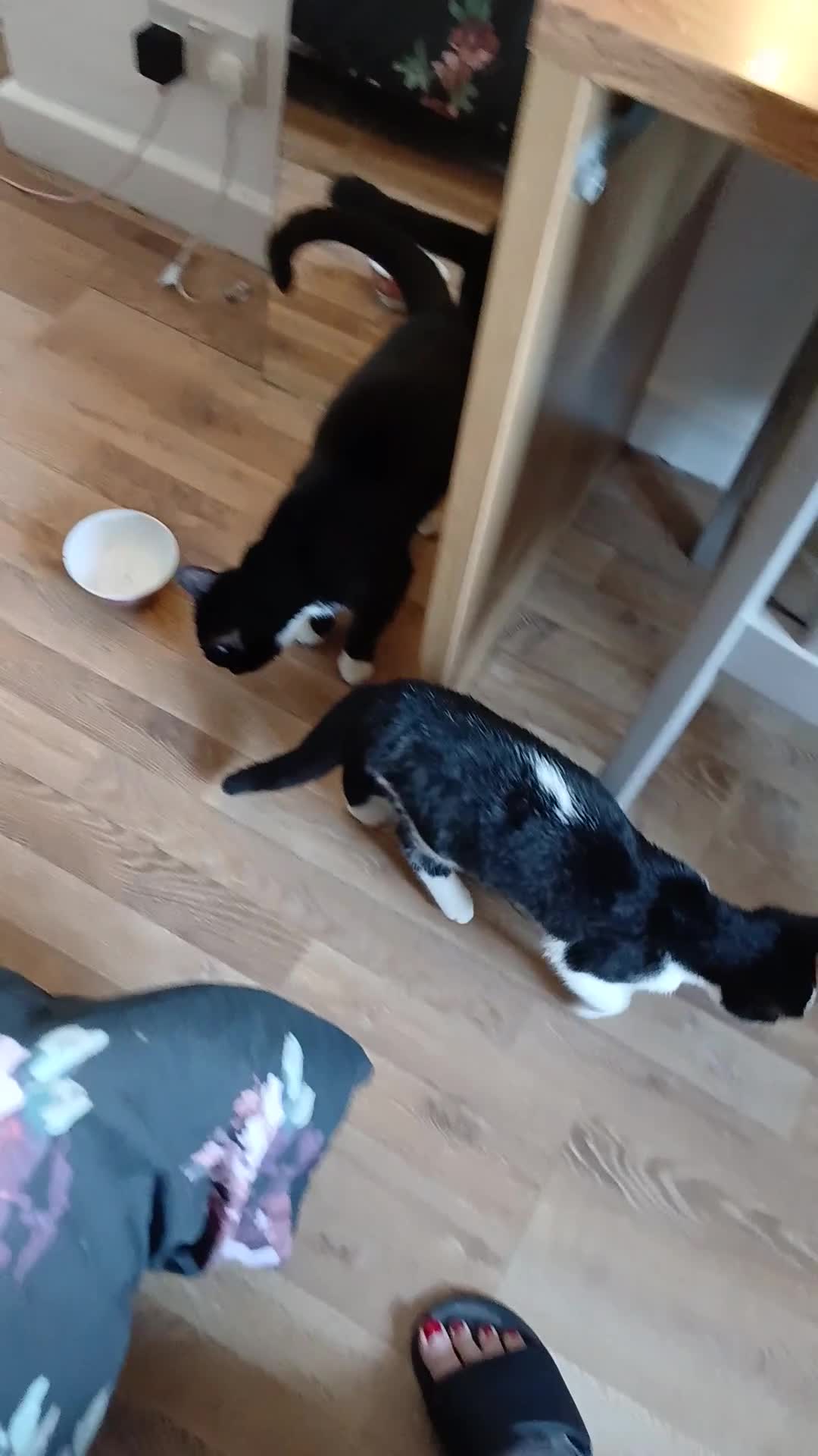 Mixed Breed cats for sale: 18 week old female kittens  - Video 2