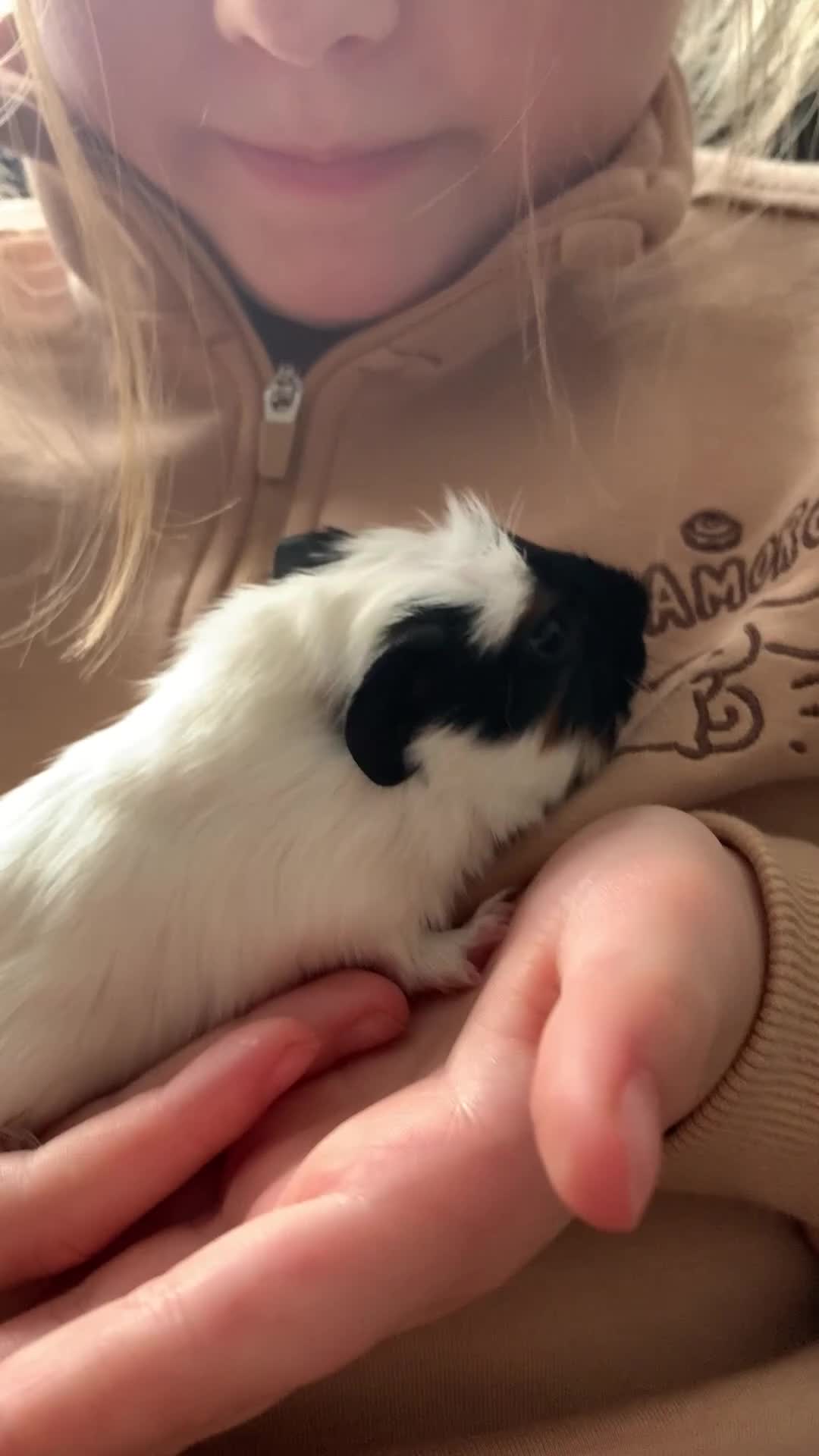 Guinea Pig rodents for sale: Beautiful Guinea pigs in Bridgnorth - Video 1