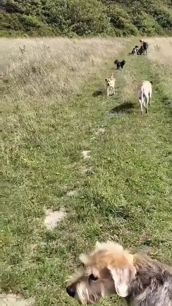 Japanese Shiba Inu dogs for adoption: Kyoto, 1 yr old female Shiba Inu X for adoption - Video 2