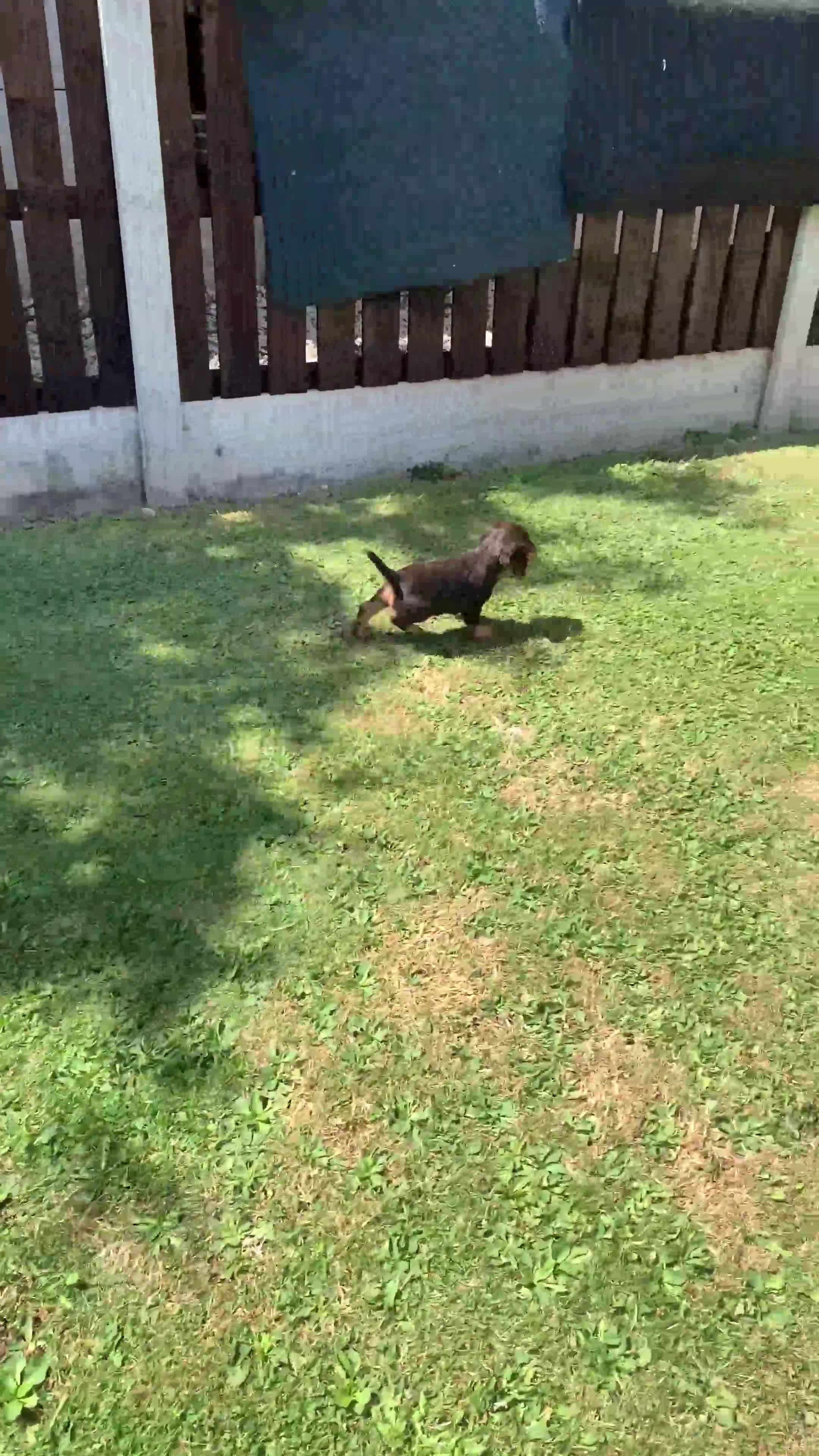 Cocker Spaniel dogs for sale: Cocker spaniel bitch pup in Leeds - Video 1