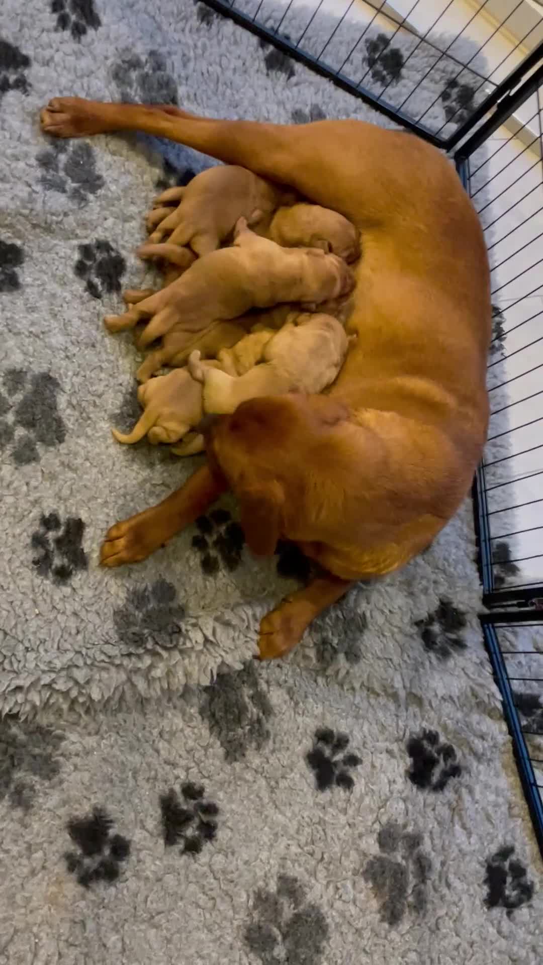 Labrador Retriever dogs for sale: Dark Girl Fox Red Labrador For Sale - Video 3