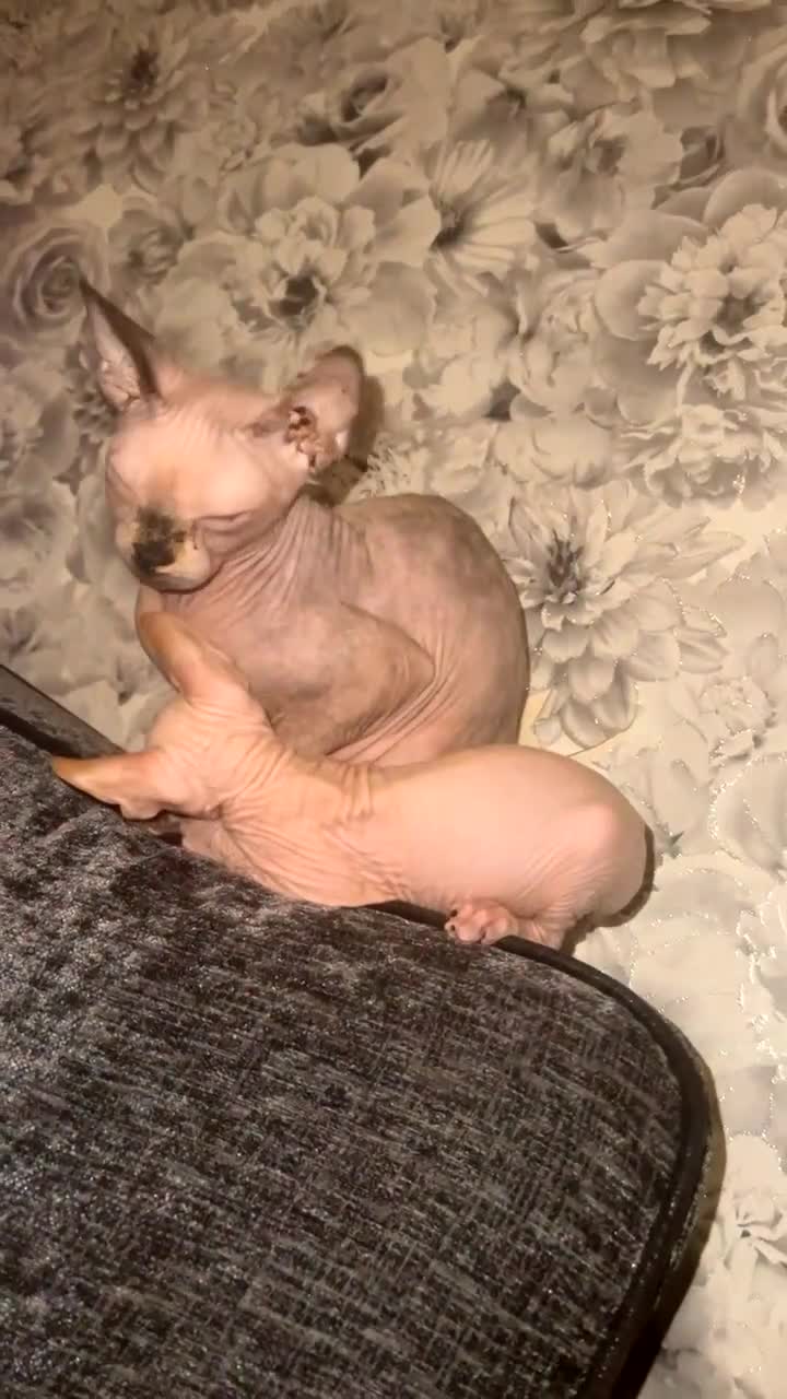 Sphynx cats for sale: Last sphynx Boy  - Video 2