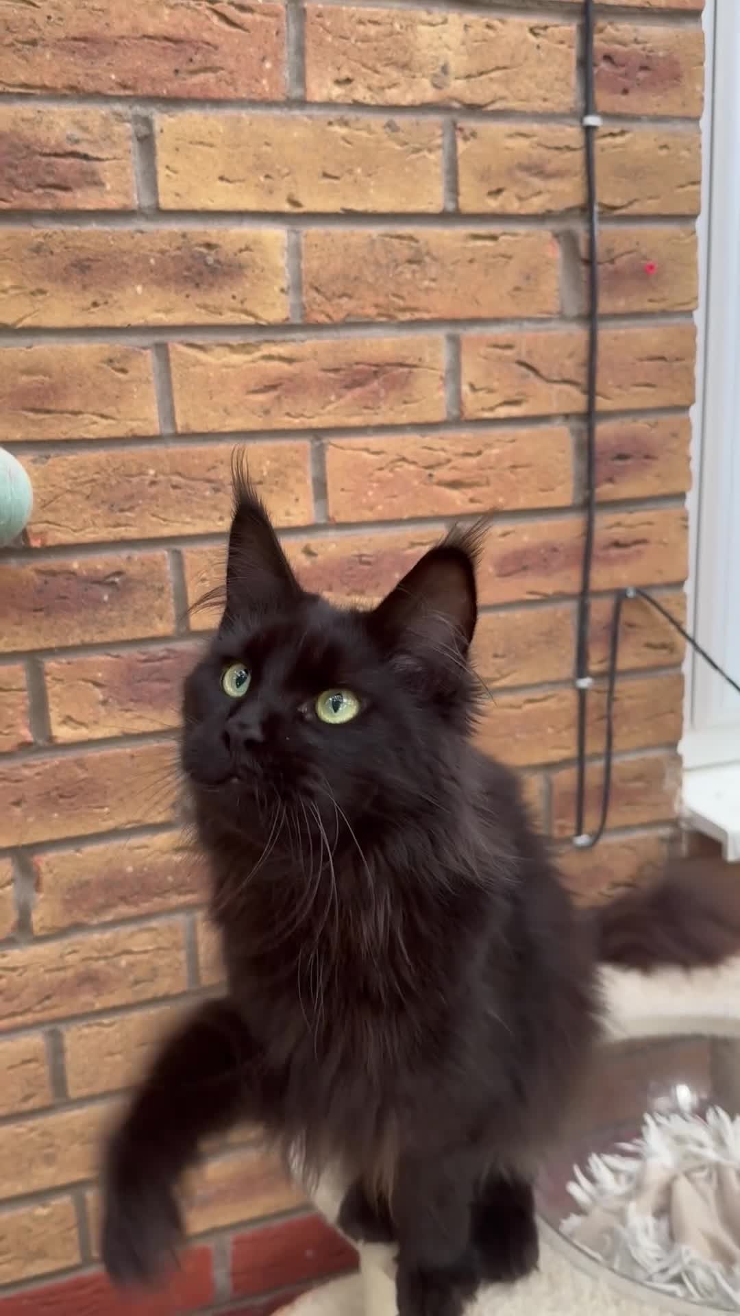 Maine Coon cats for sale: Exceptional pedigree MaineCoons - Phantom & Sprite - Video 1