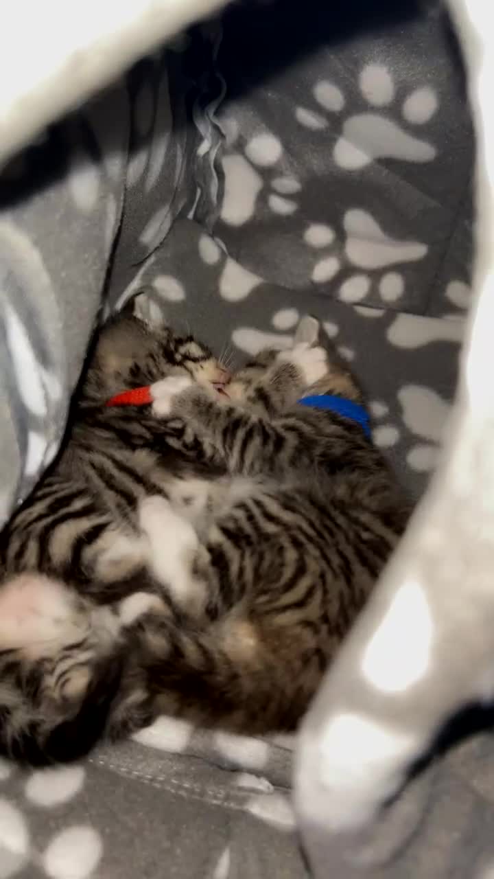 Domestic Shorthair cats for sale: Blue/Brown/Black Tabbies (DSH) - Video 1