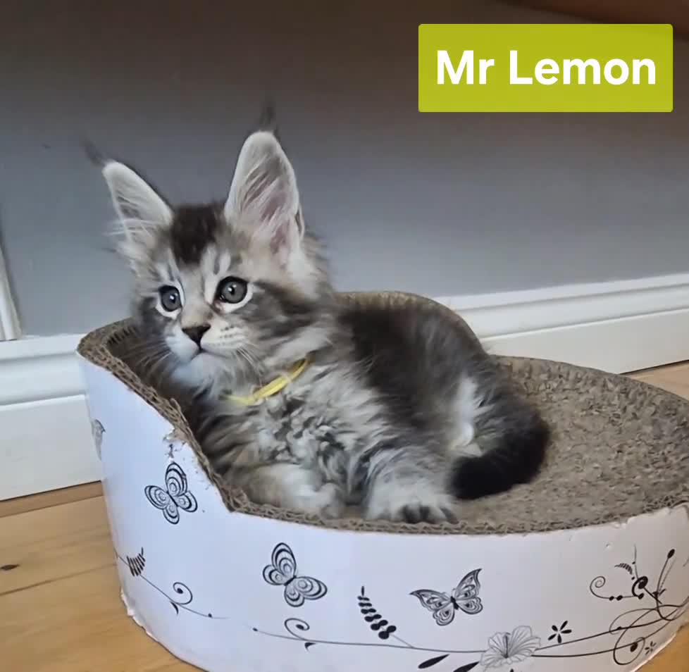 Maine Coon cats for sale: 🎀 Outstanding GCCF Pedigree Maine Coon Kittens  - Video 2