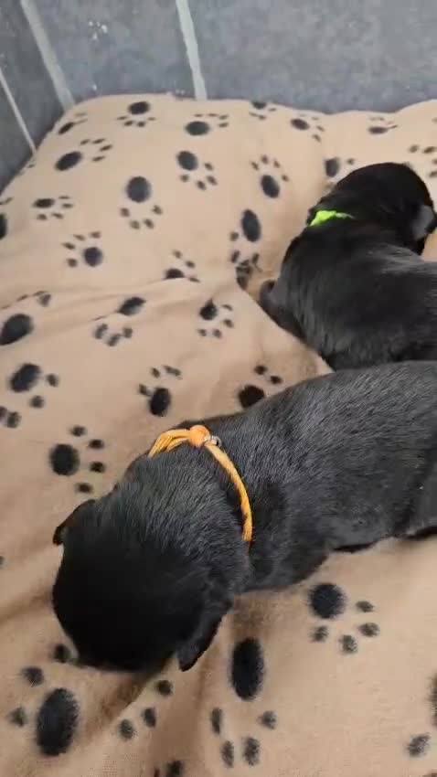 Rottweiler dogs for sale: Stunning Rottweiler puppys - Video 4