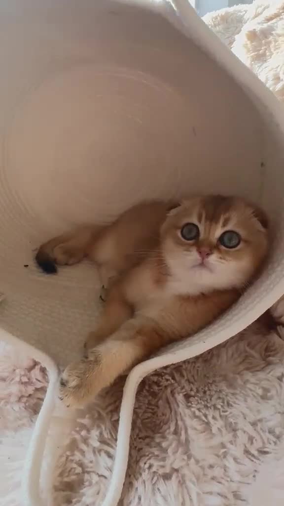 Scottish Fold cats for sale: Cute 🥰 Scottish fold TICA register  - Video 1