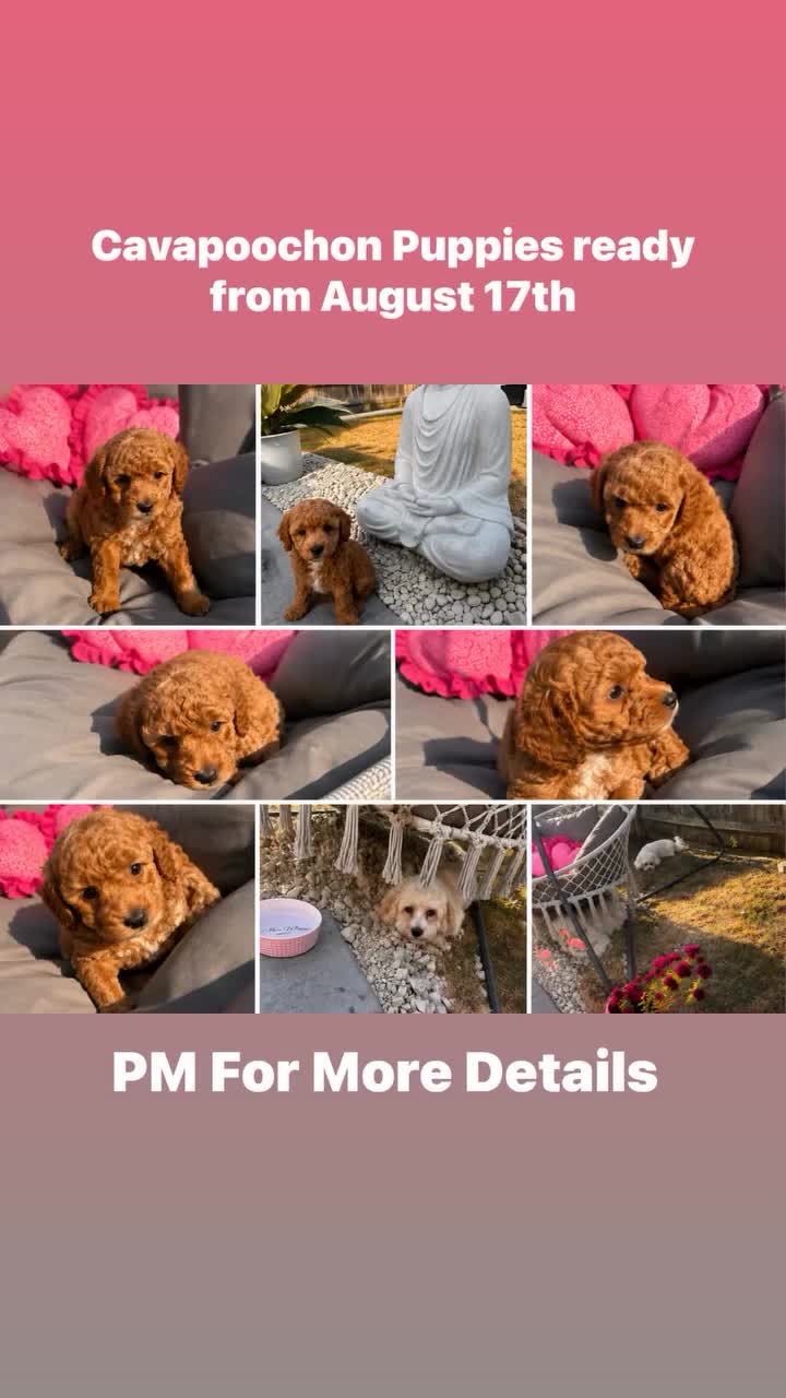 Cavapoochon dogs for sale: Miniature Cavapoochon Puppies for Sale - Video 1