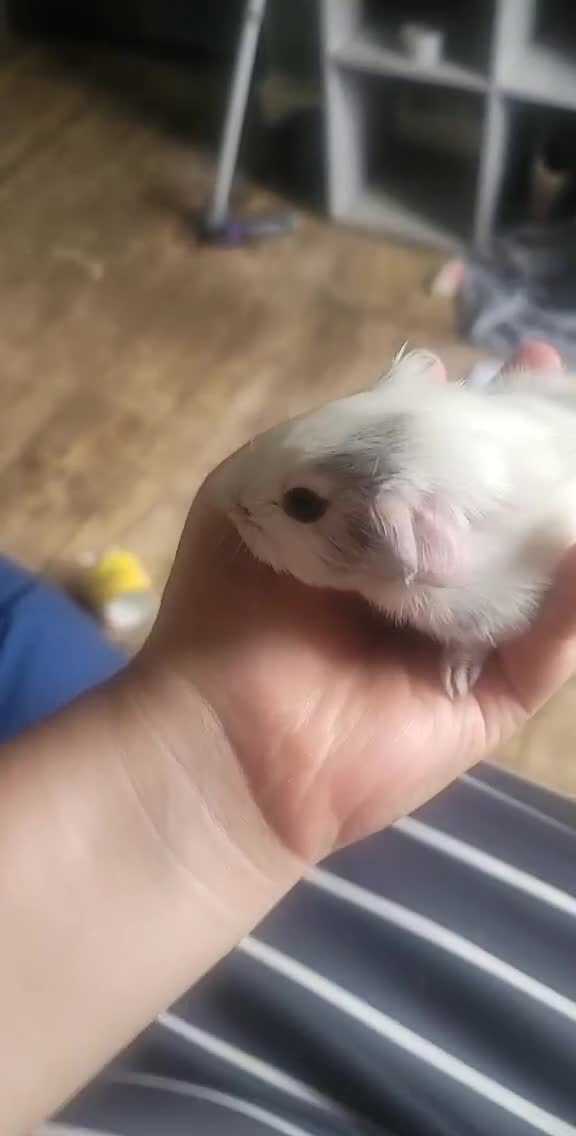 Guinea Pig rodents for sale: guinea pig  - Video 2