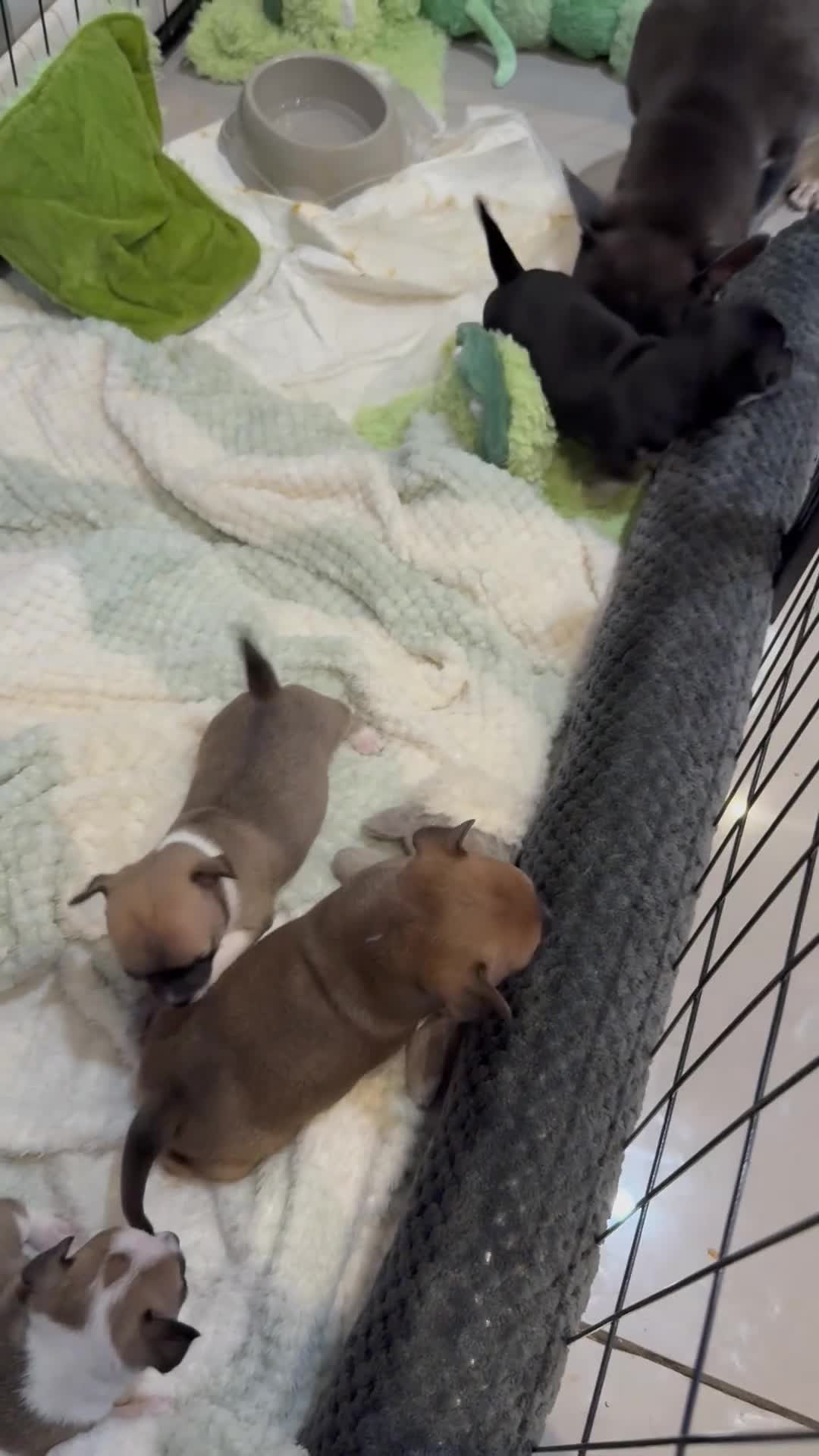 Chihuahua dogs for sale: Smooth Coat Chihuahua Puppies - Video 2