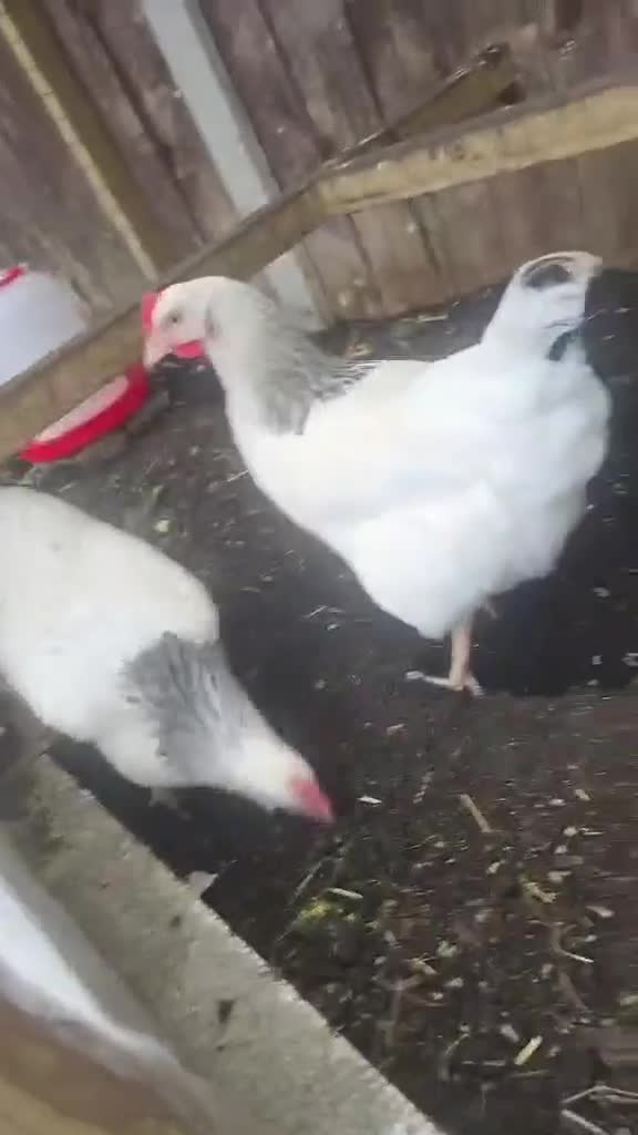 Chickens poultry for sale: Point of Lay Silver/Light Sussex & Speckeldy hens - Video 2