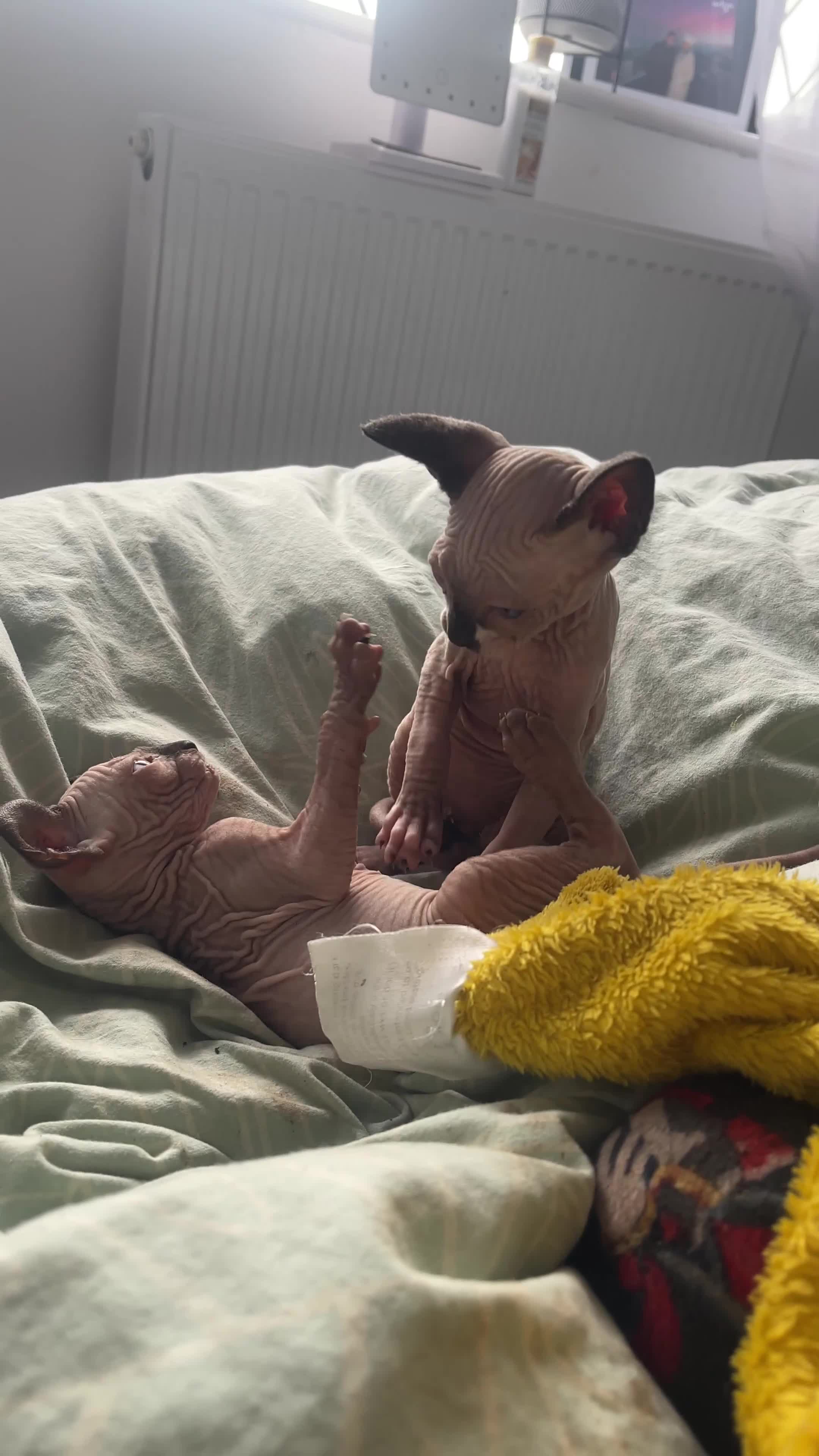 Sphynx cats for sale: 2 female 1 male Sphinx kittens - Video 2