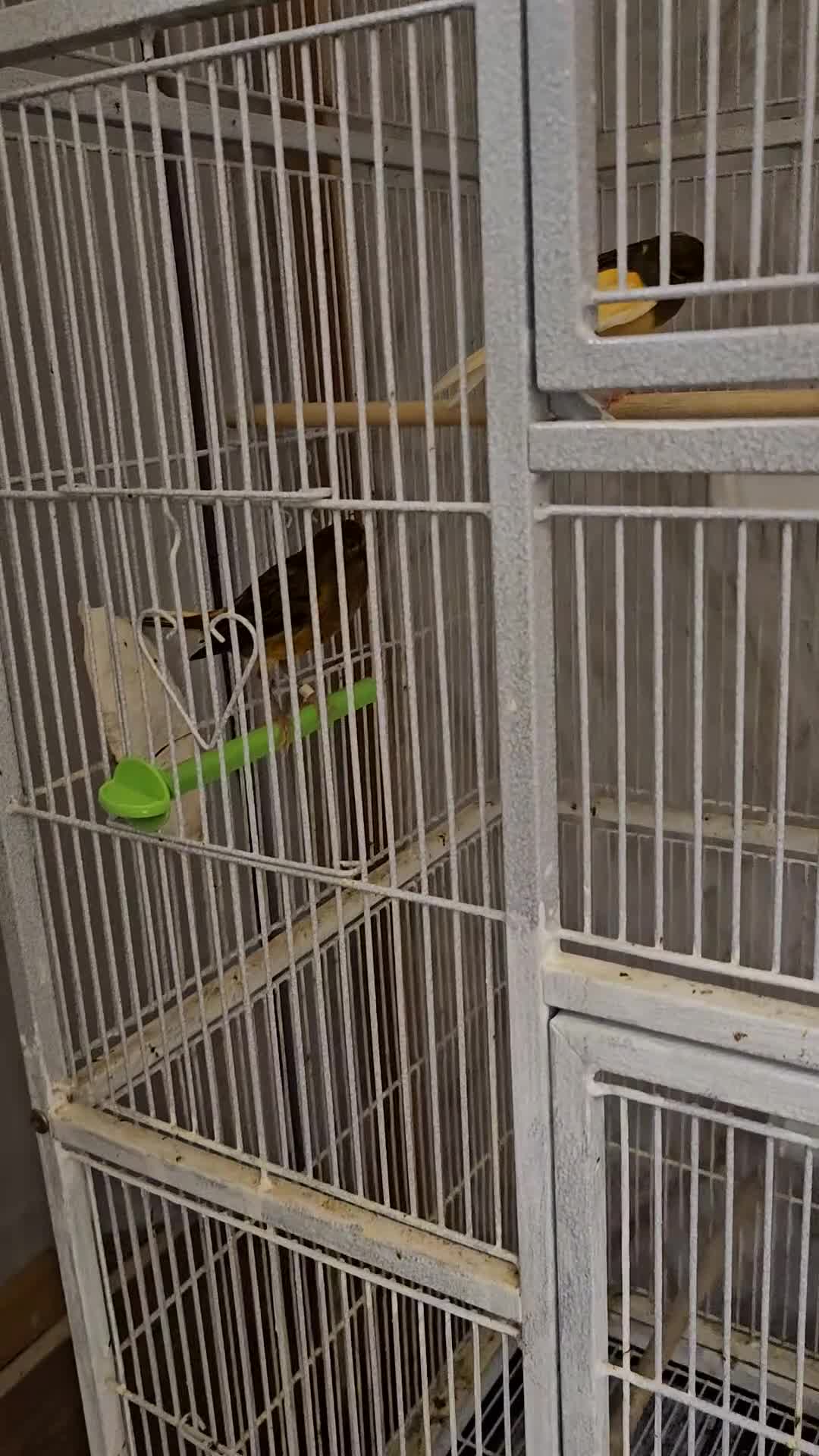 Canaries birds for sale: Beautiful healthy canaries for sale in Manchester  - Video 1