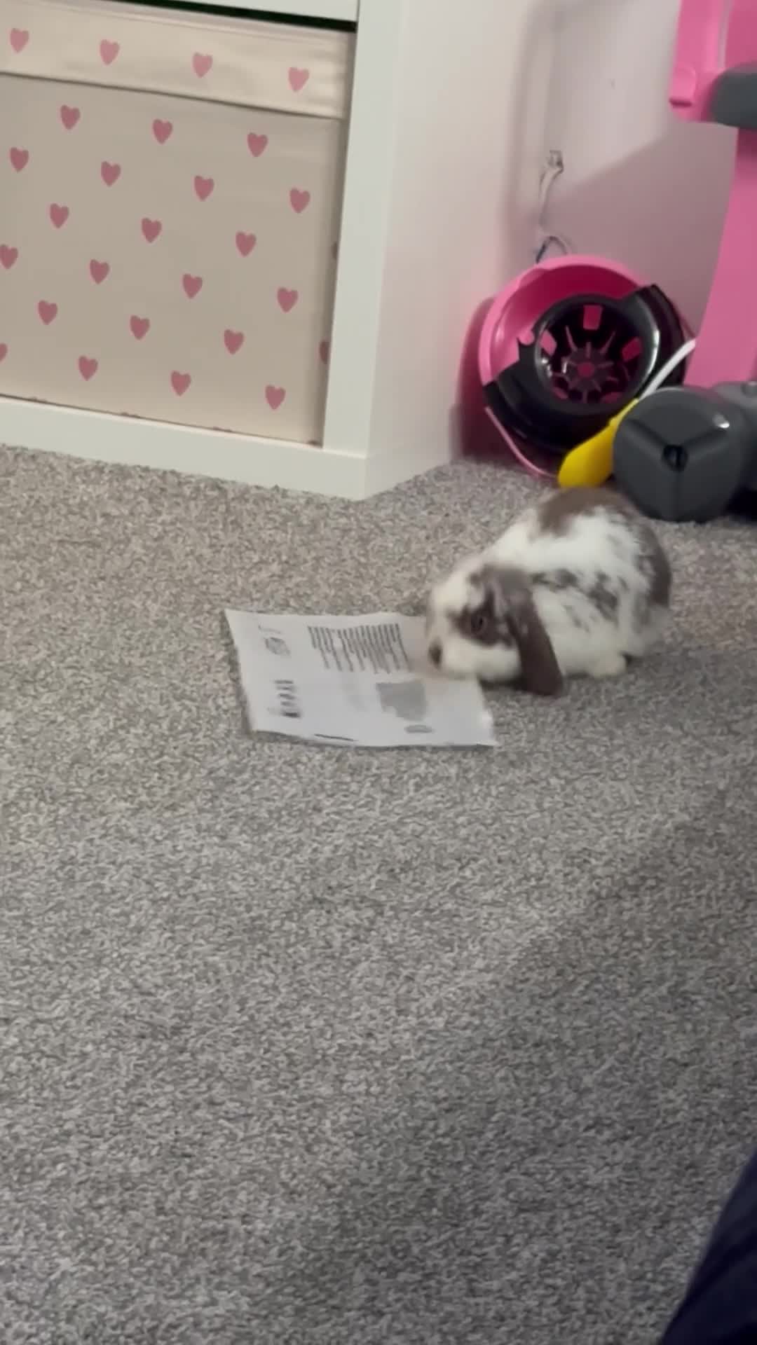 Mini Lop rabbits for sale: 6 month old Lop in Sunderland - Video 1