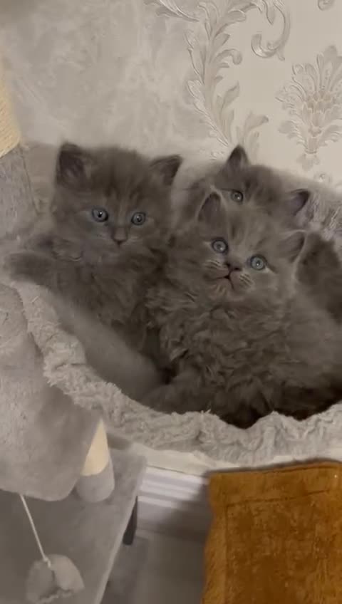 British Shorthair cats for sale: GORGEOUS FLUFFBALLS FOR SALE - Video 3