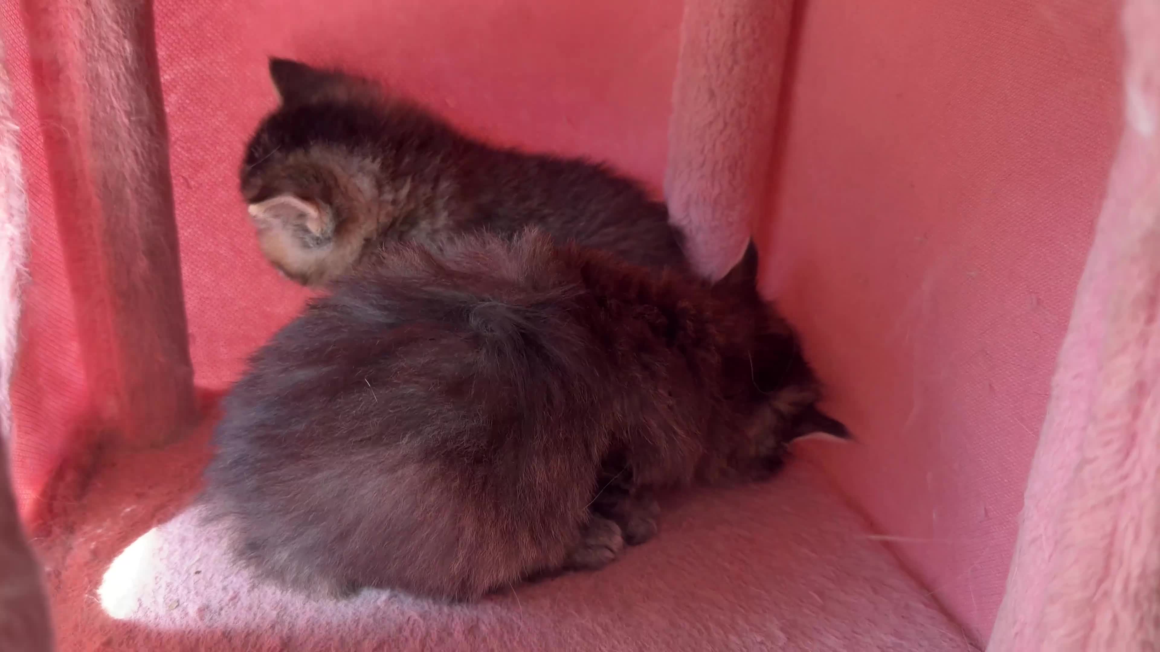 British Longhair cats for sale: looking for new home !!!! - Video 1