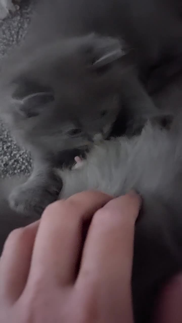 Ragdoll cats for sale: Ragdoll X British long hair blue mix. - Video 1