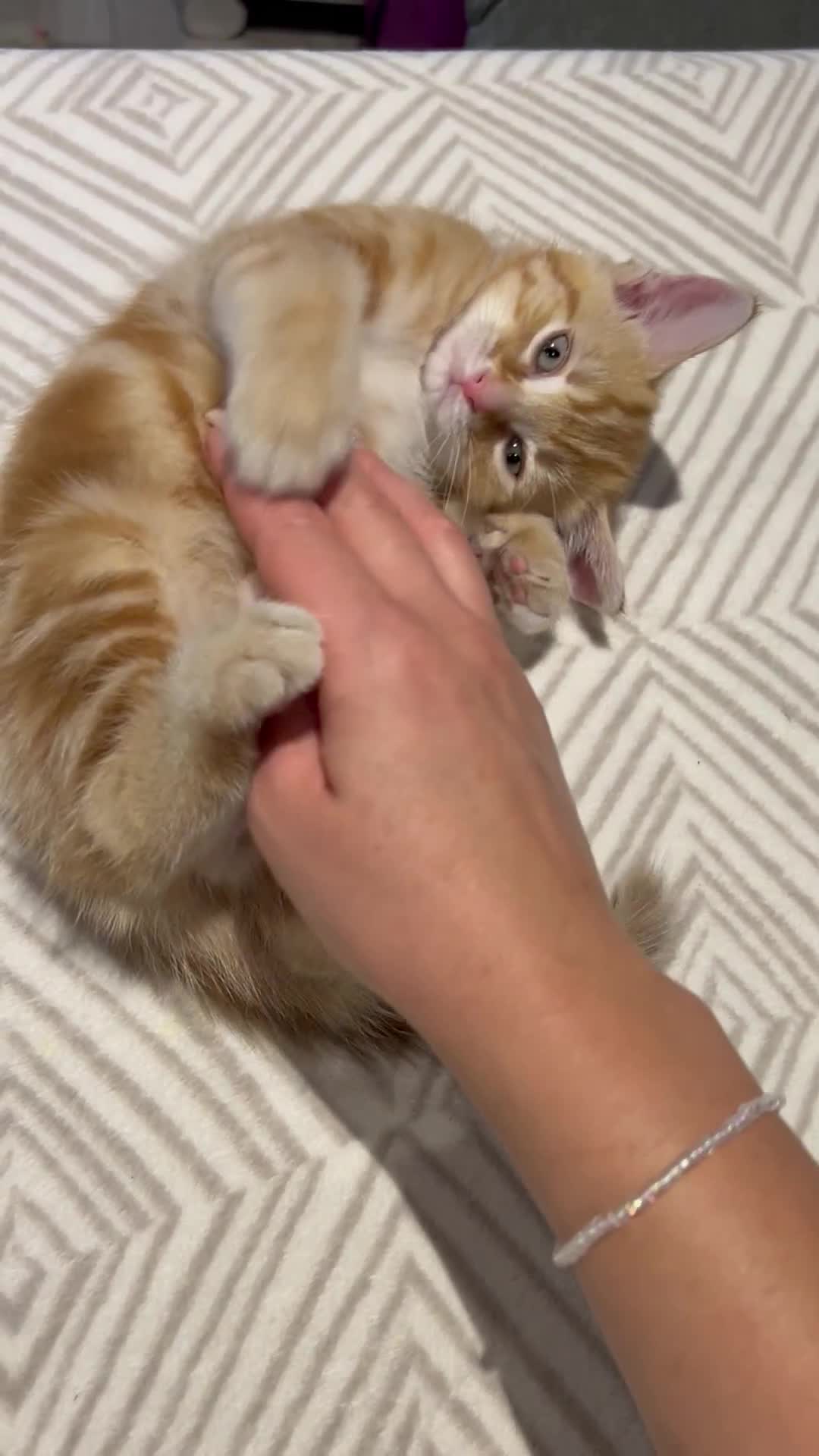 Domestic Shorthair cats for sale: Sweet Ginger Prince - Video 1