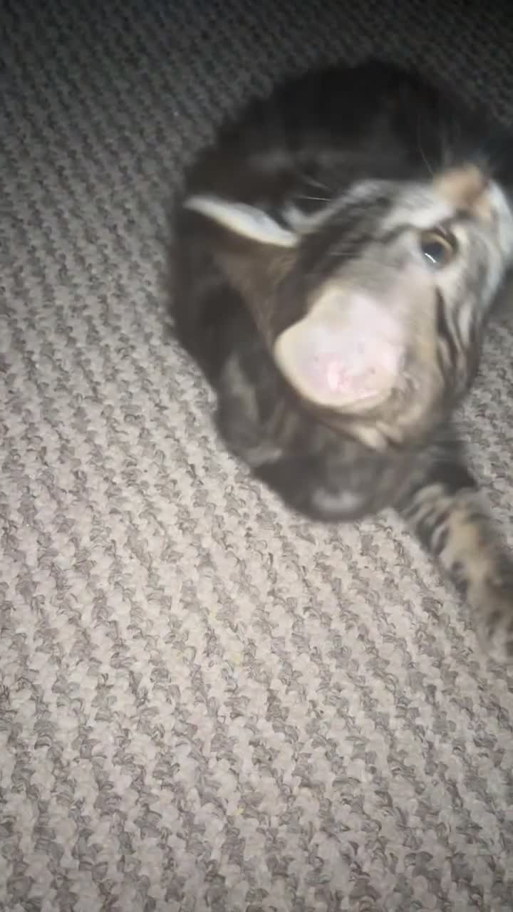 Mixed Breed cats for sale: Longhaired kitten + accessories for sale  - Video 2