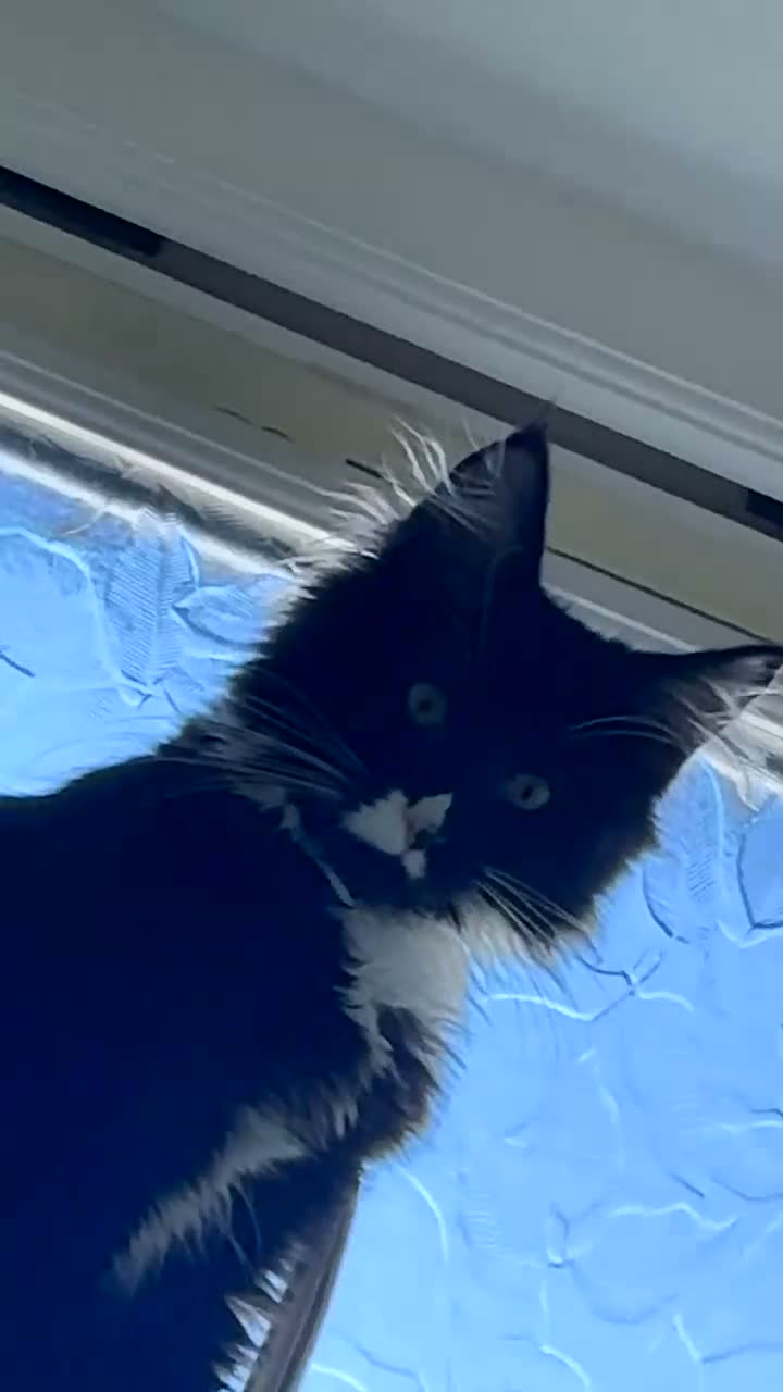 Maine Coon cats for sale: Black and white Maine coon - Video 1