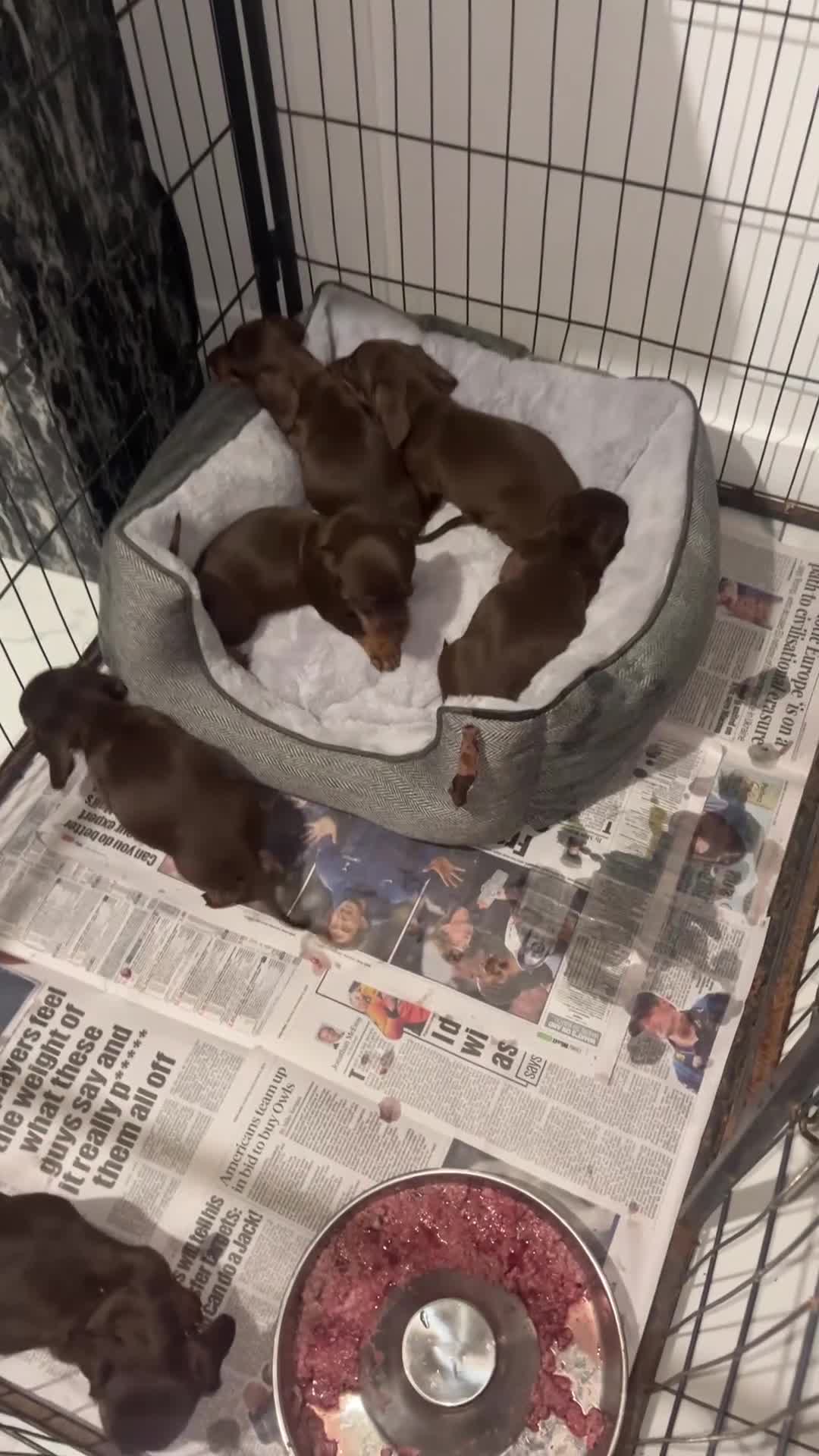 Miniature Dachshund dogs for sale: Miniature Chocolate & Tan dachshund  - Video 2