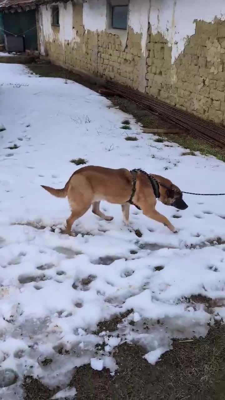 Mixed Breed dogs for adoption: Norman for adoption - Video 2