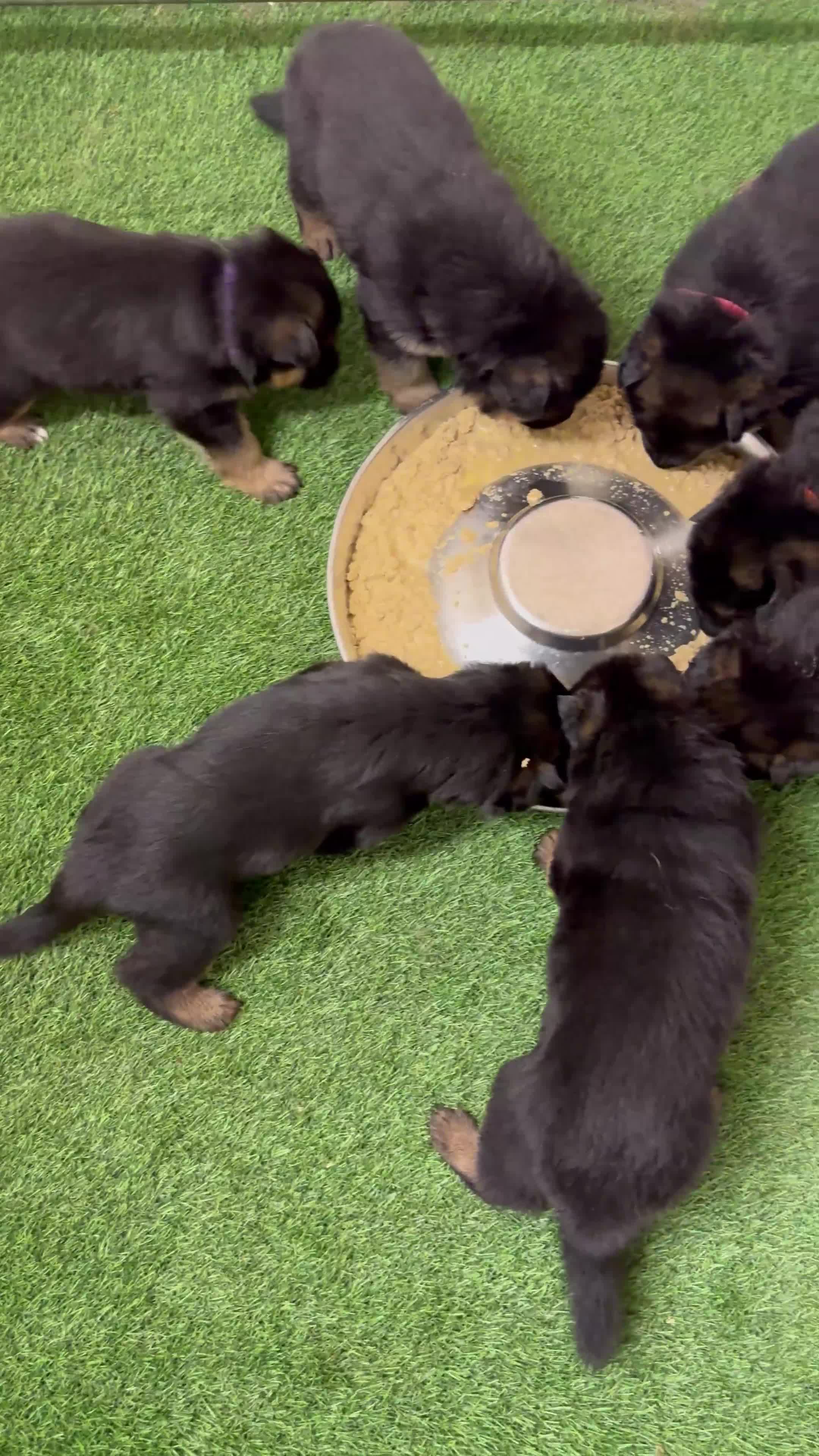 German Shepherd dogs for sale: Top Quality German Shepherd puppies  - Video 1