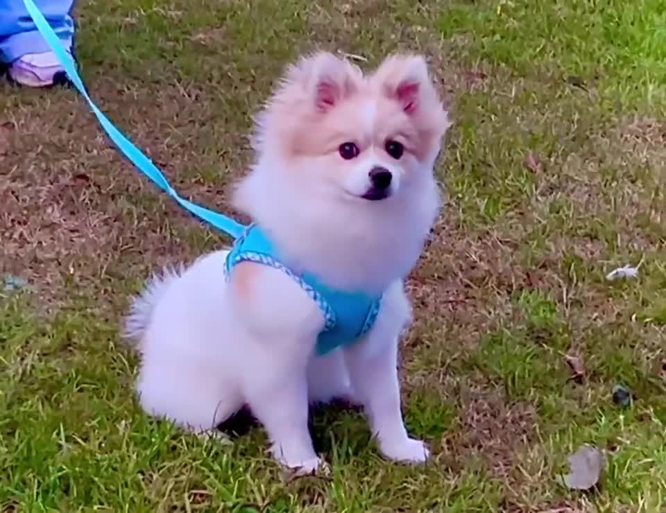 Pomeranian dogs for sale: 🐾 🐶 Adorable Purebred Pomeranian Boy 🐶 🐾 - Video 3