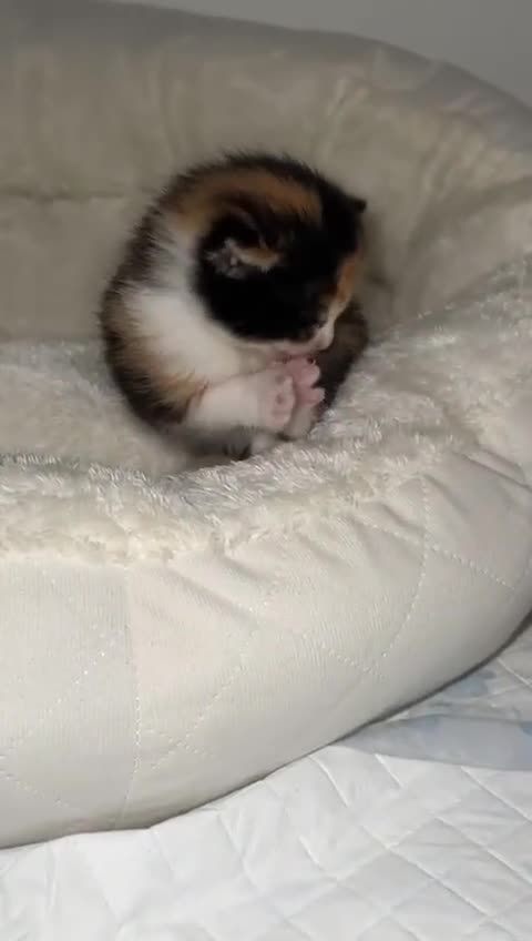 Ragdoll cats for sale: Torti ragdoll x  - Video 1