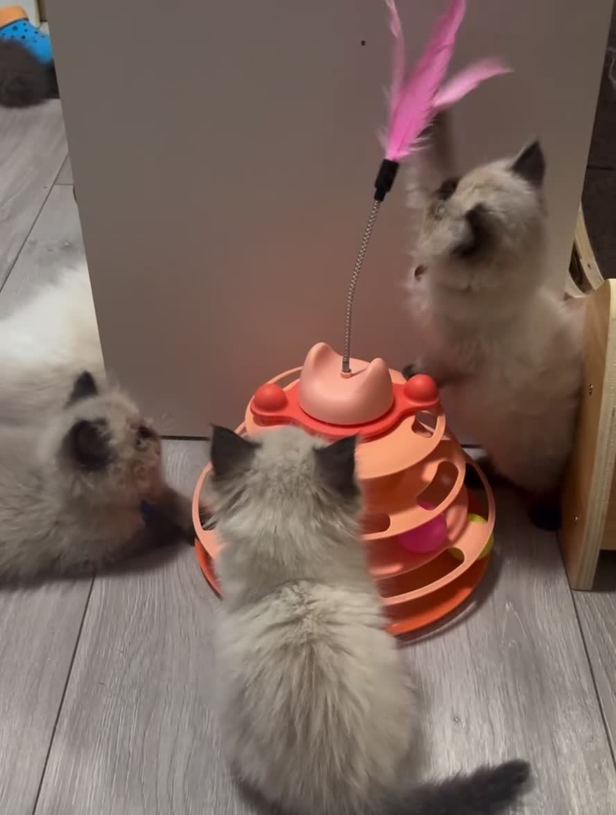 Himalayan cats for sale: Himalayan Persian Kittens  - Video 1