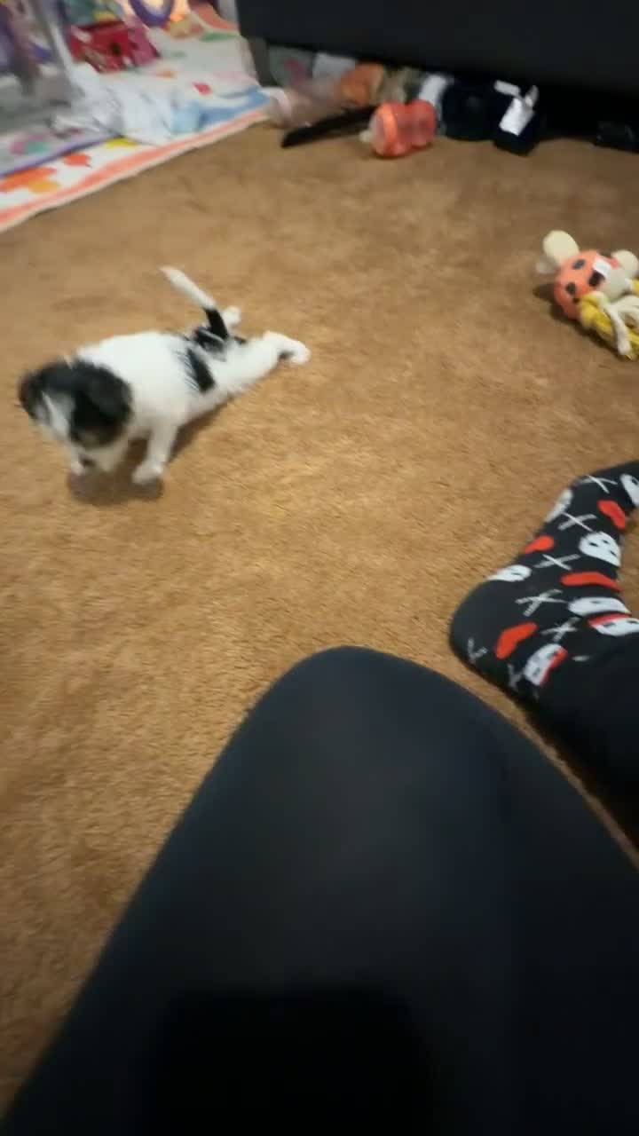 Mixed Breed dogs for sale: 8 weeks old  in London - Video 1