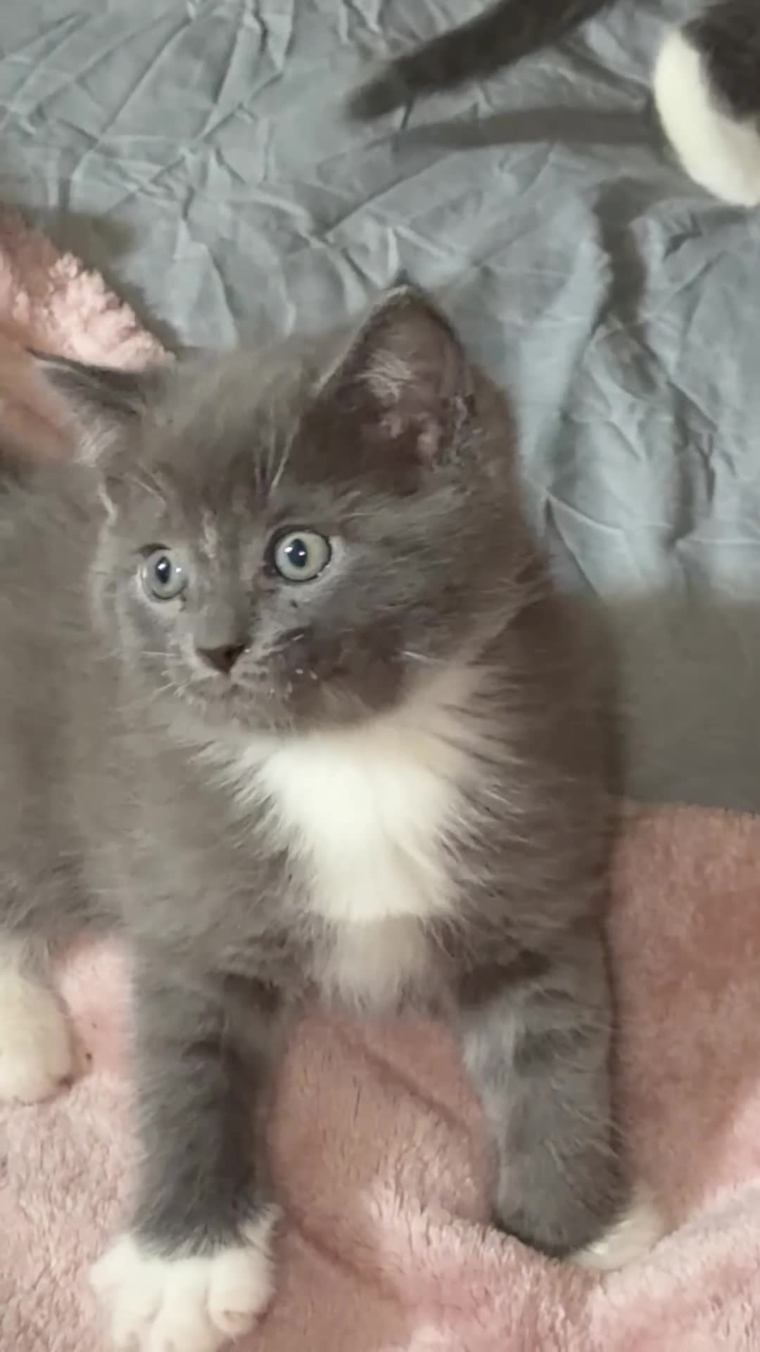 Ragdoll cats for sale: Half ragdoll half British blue  - Video 5