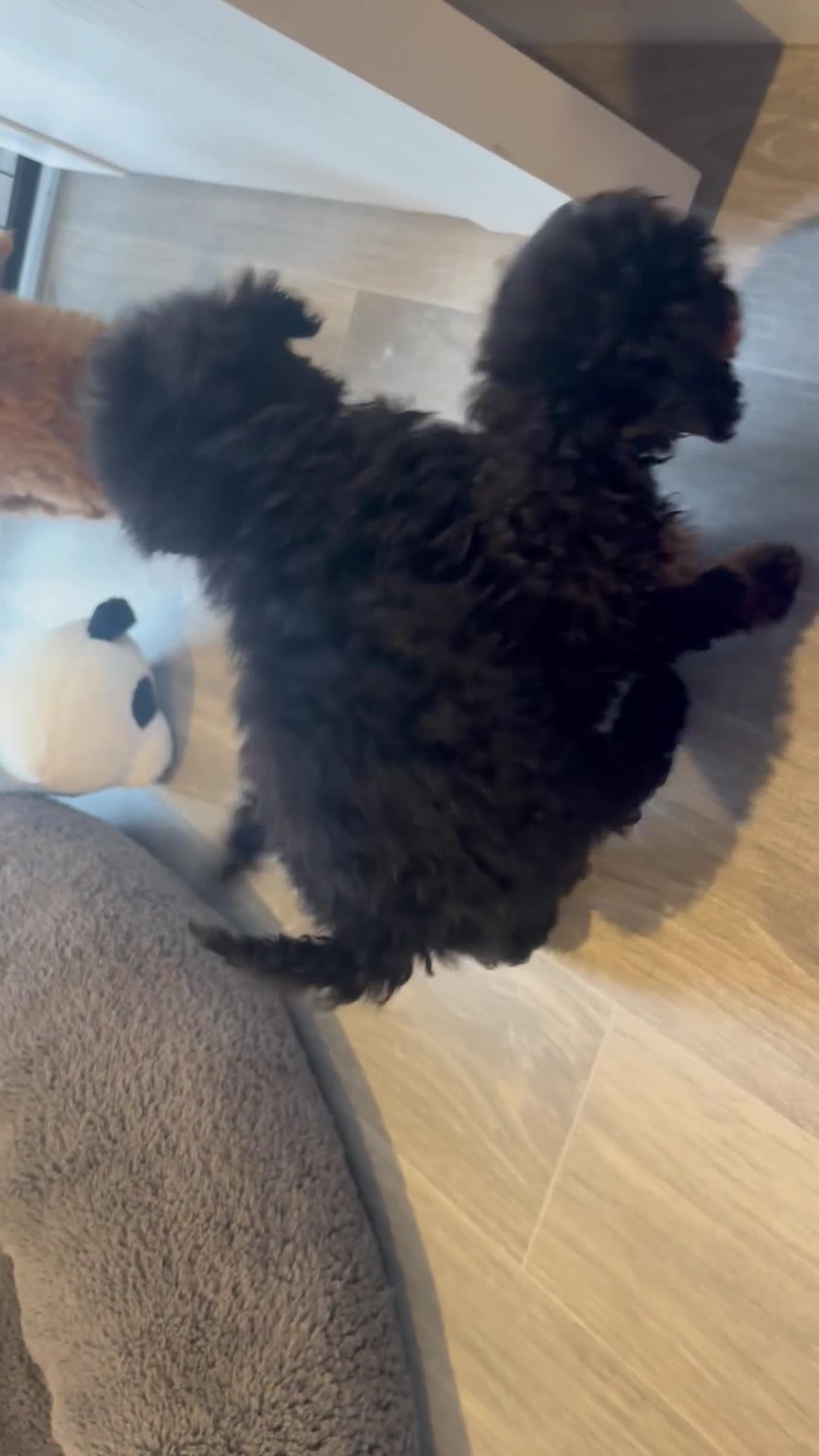 Toy Poodle dogs for sale: Rare parti/phantom Kc Reg Toy Poodle Puppies - Video 1