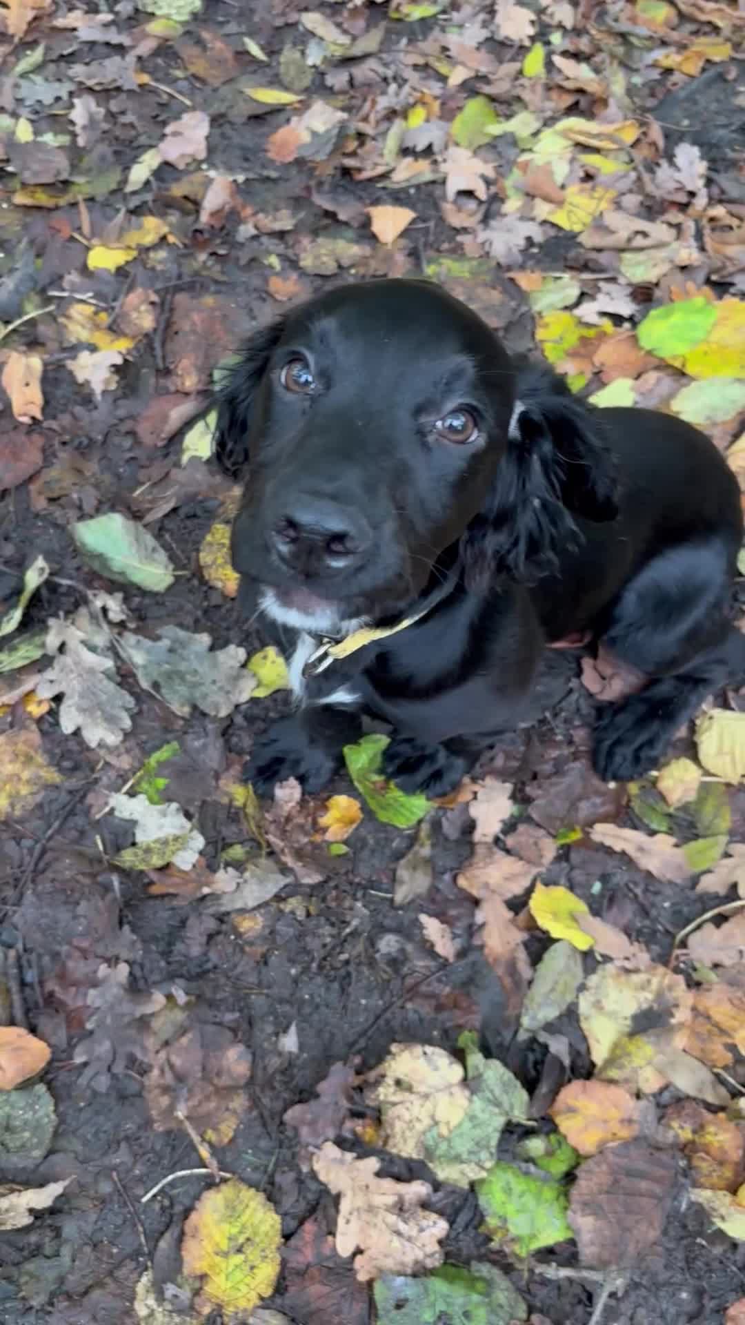 Cocker Spaniel dogs for sale: 8 month old cocker spaniel boy  - Video 1