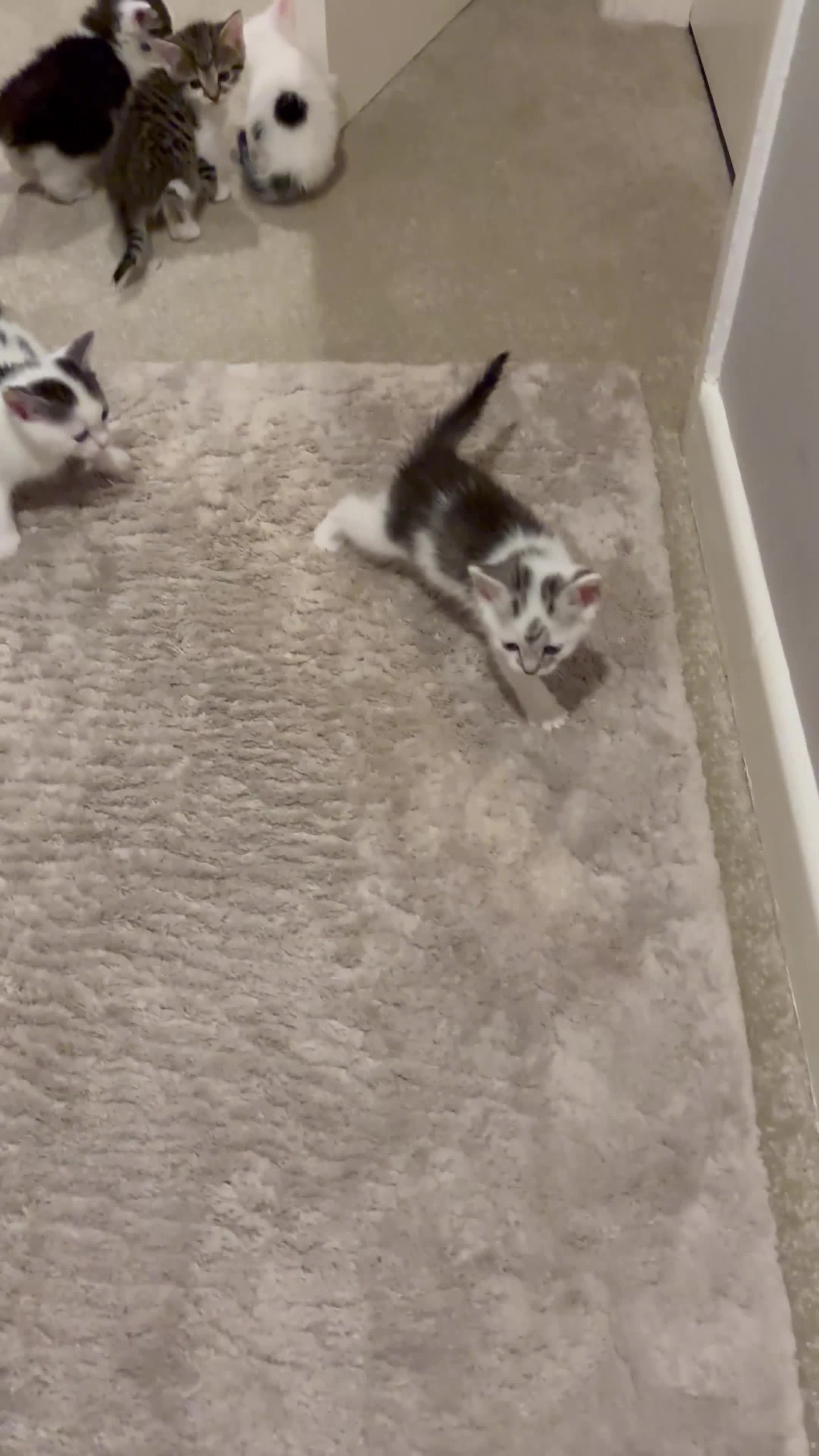 Mixed Breed cats for sale: Beautiful Kittens for sale in Reading - Video 1