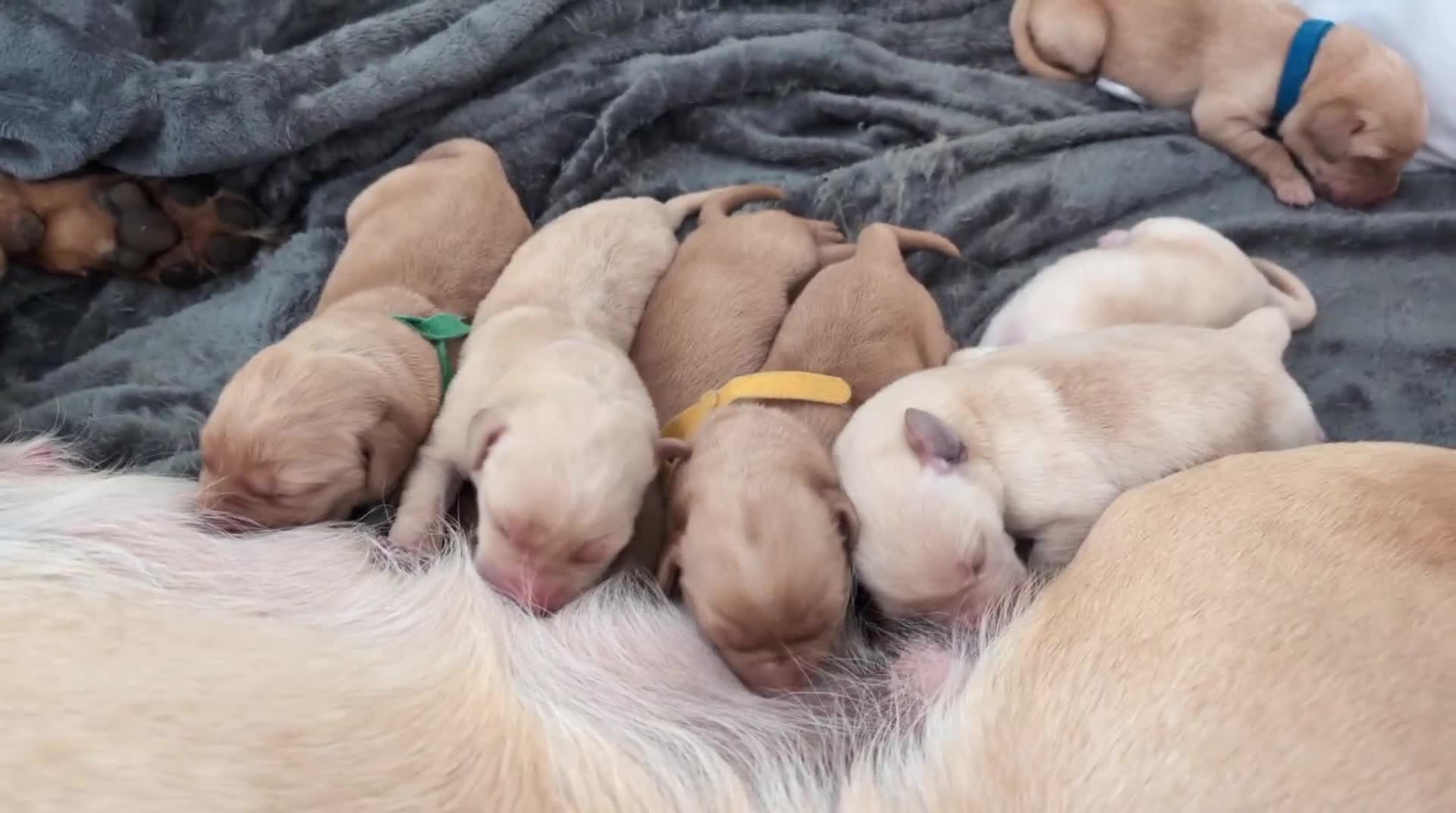 Labrador Retriever dogs for sale: Gorgeous Yellow Labrador Puppies - Video 1