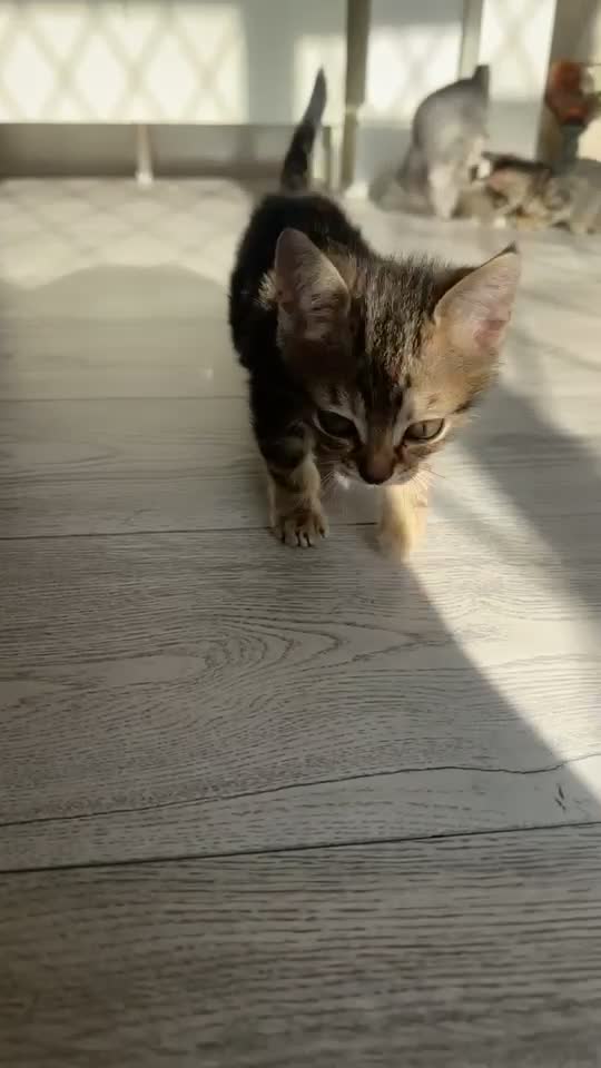 Munchkin cats for sale: 2 Munckin kittens - Video 2