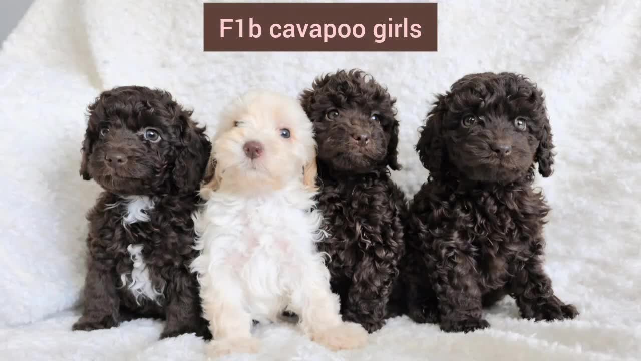 Cavapoo dogs for sale: Cavapoo Girls. DNA Health Tested. Beautiful Coats. - Video 1