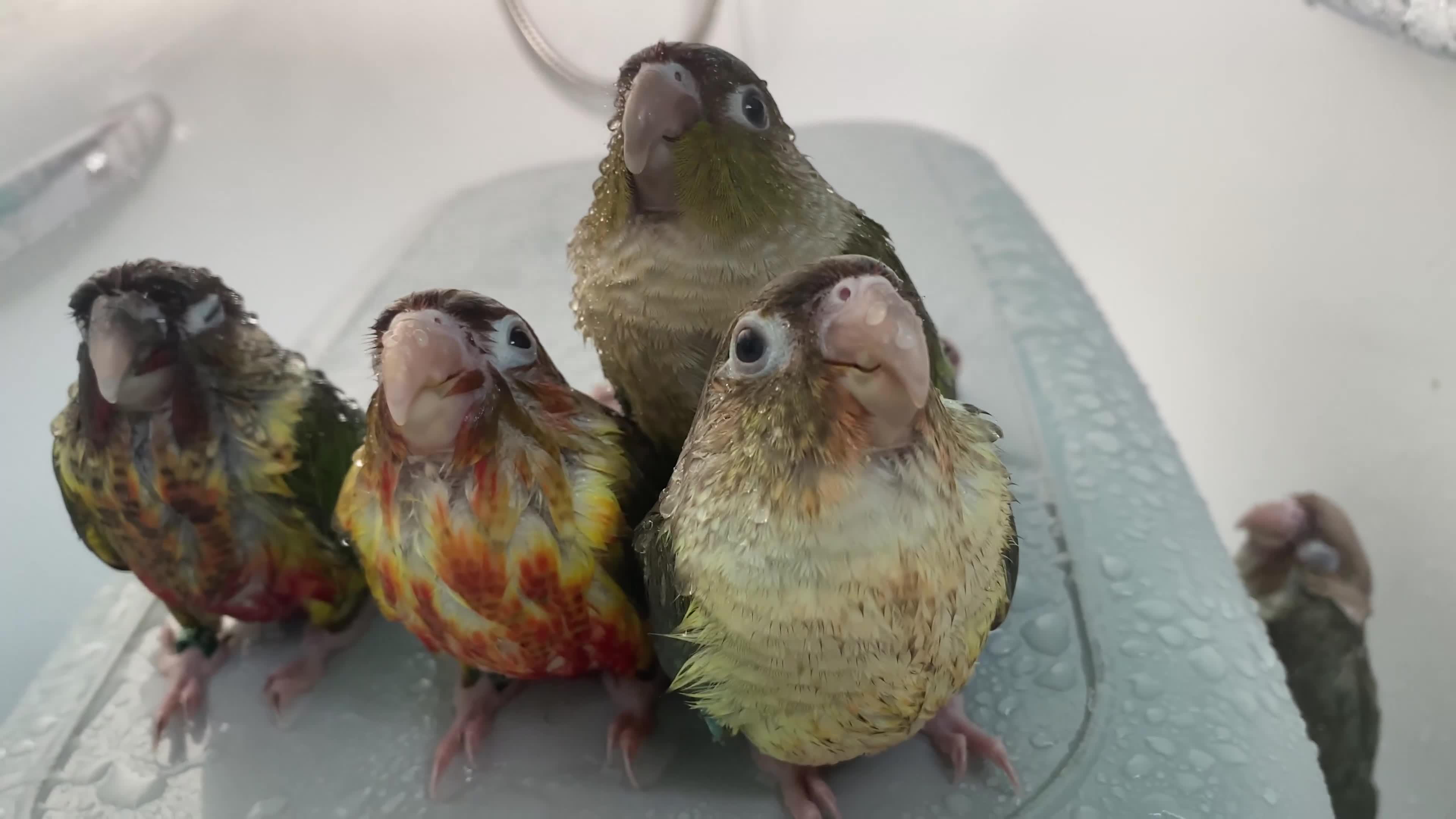 Conures birds for sale: Hand reared Green cheek Conures - Video 2